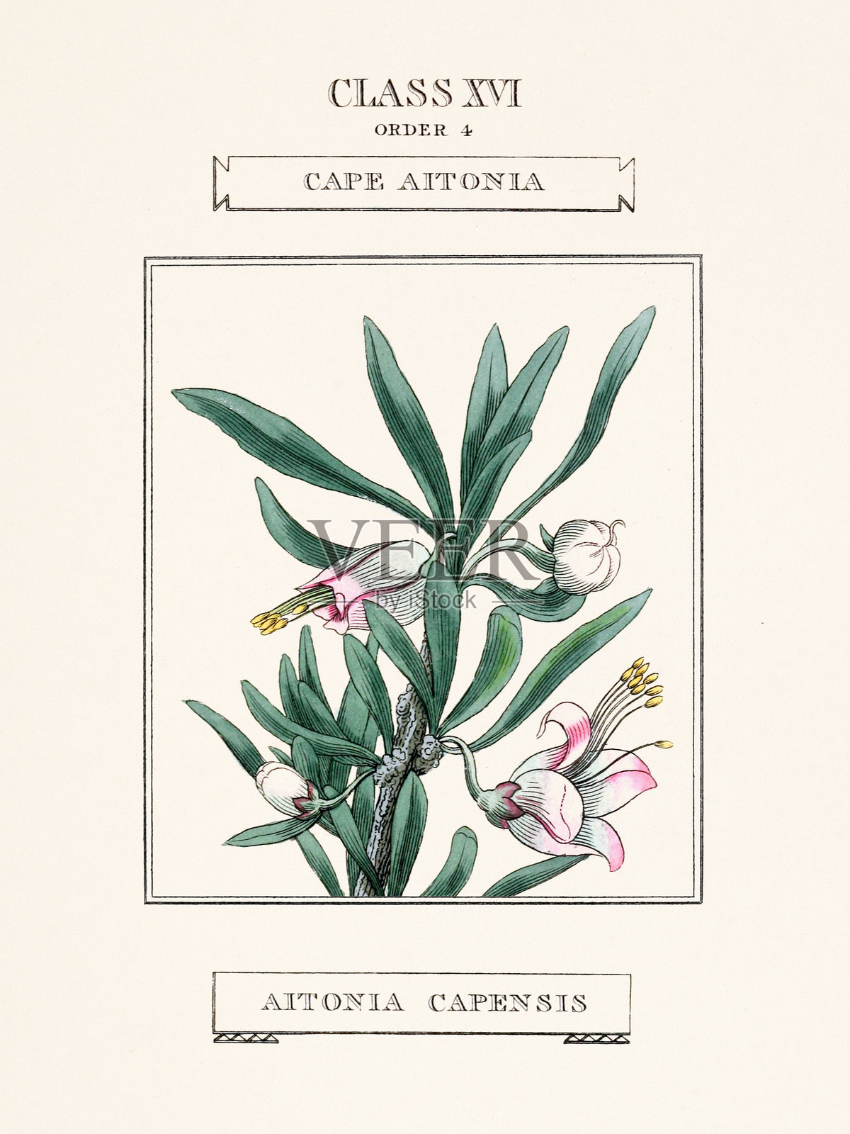 19世纪植物学书籍中的复古花卉插图。插画图片素材