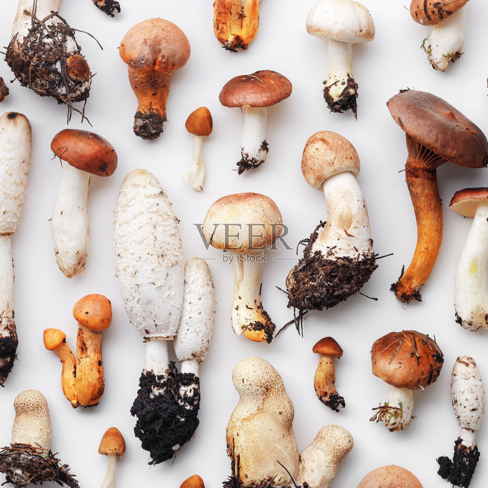 不同的不可食用野生蘑菇在白色背景上的极简风格图案。美学俯视照片,秋季森林毒蘑菇的静物,生动的土色,野生食材,自然之美。照片摄影图片