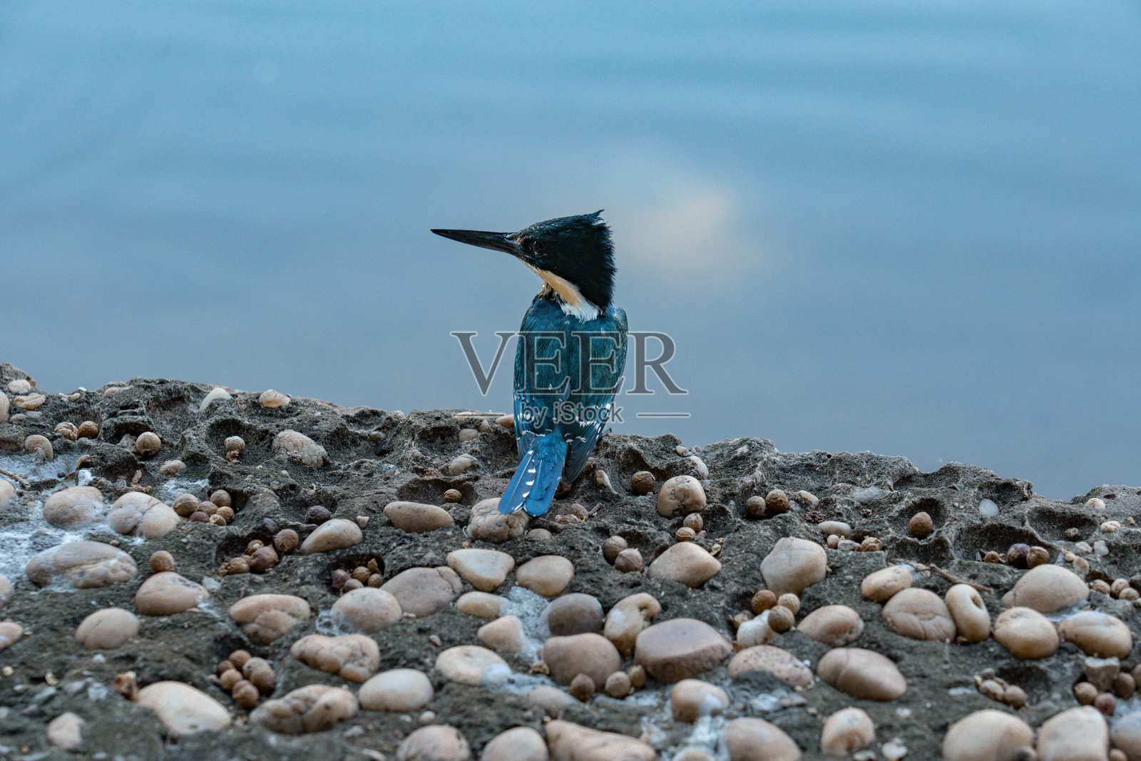 鸟儿在休息照片摄影图片