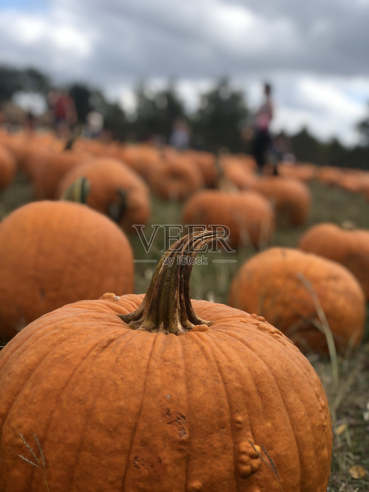 南瓜照片摄影图片