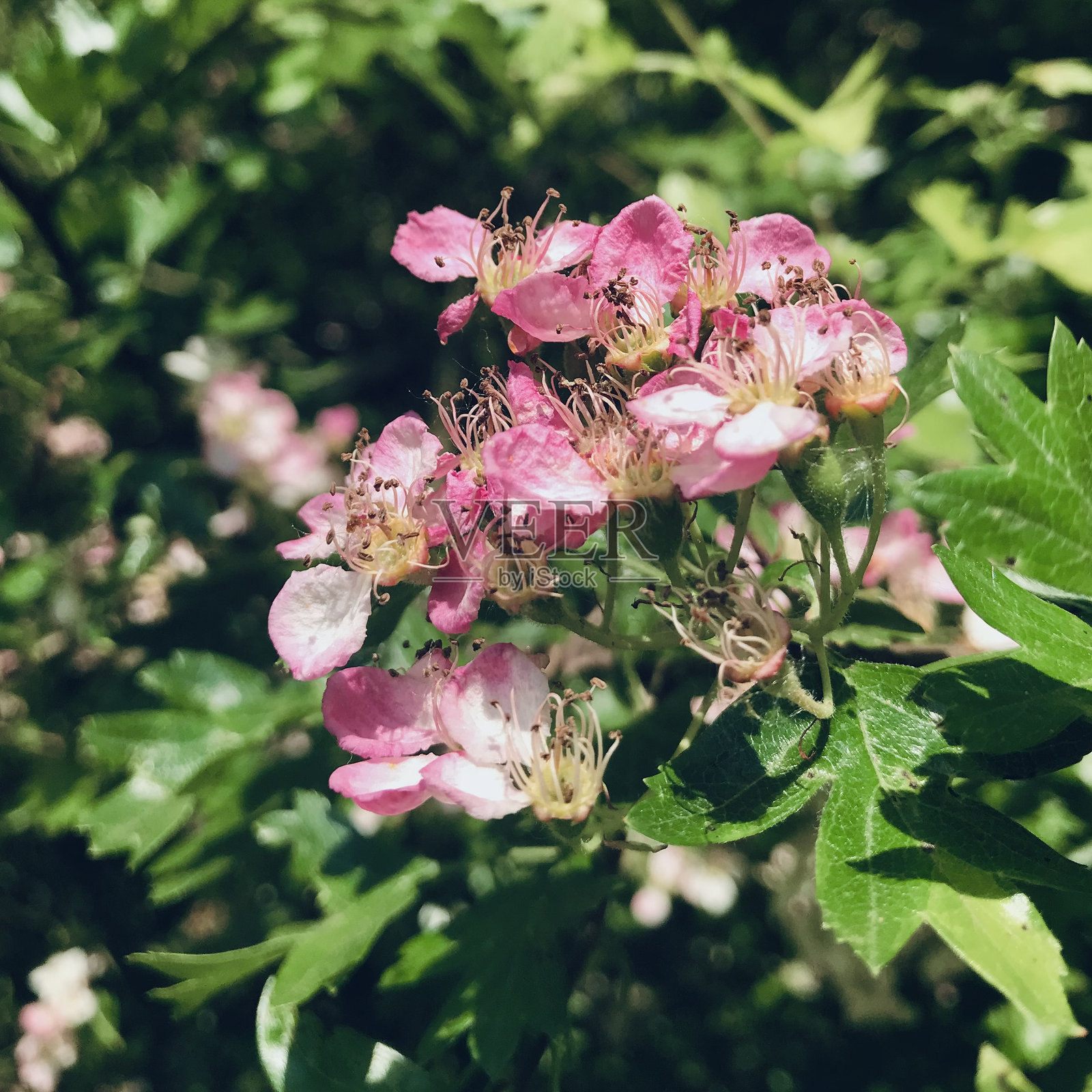 丰盛的花田与郁郁葱葱的绿叶植物照片摄影图片
