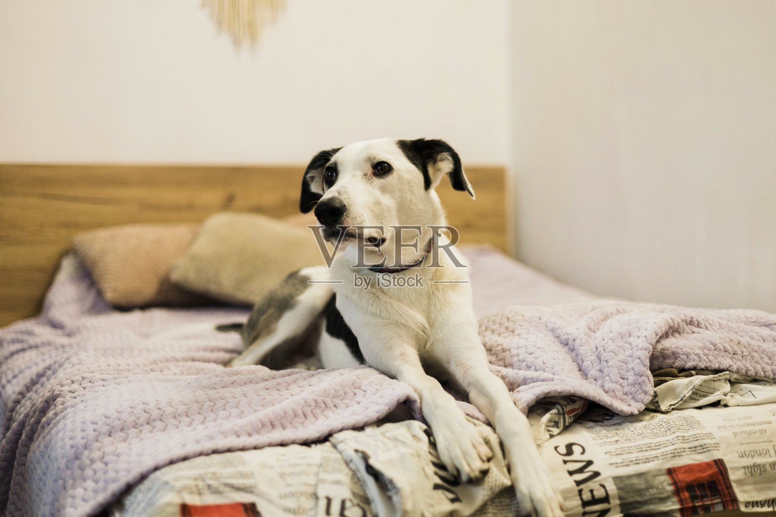 家居舒适:狗狗在床上悠闲地躺着照片摄影图片