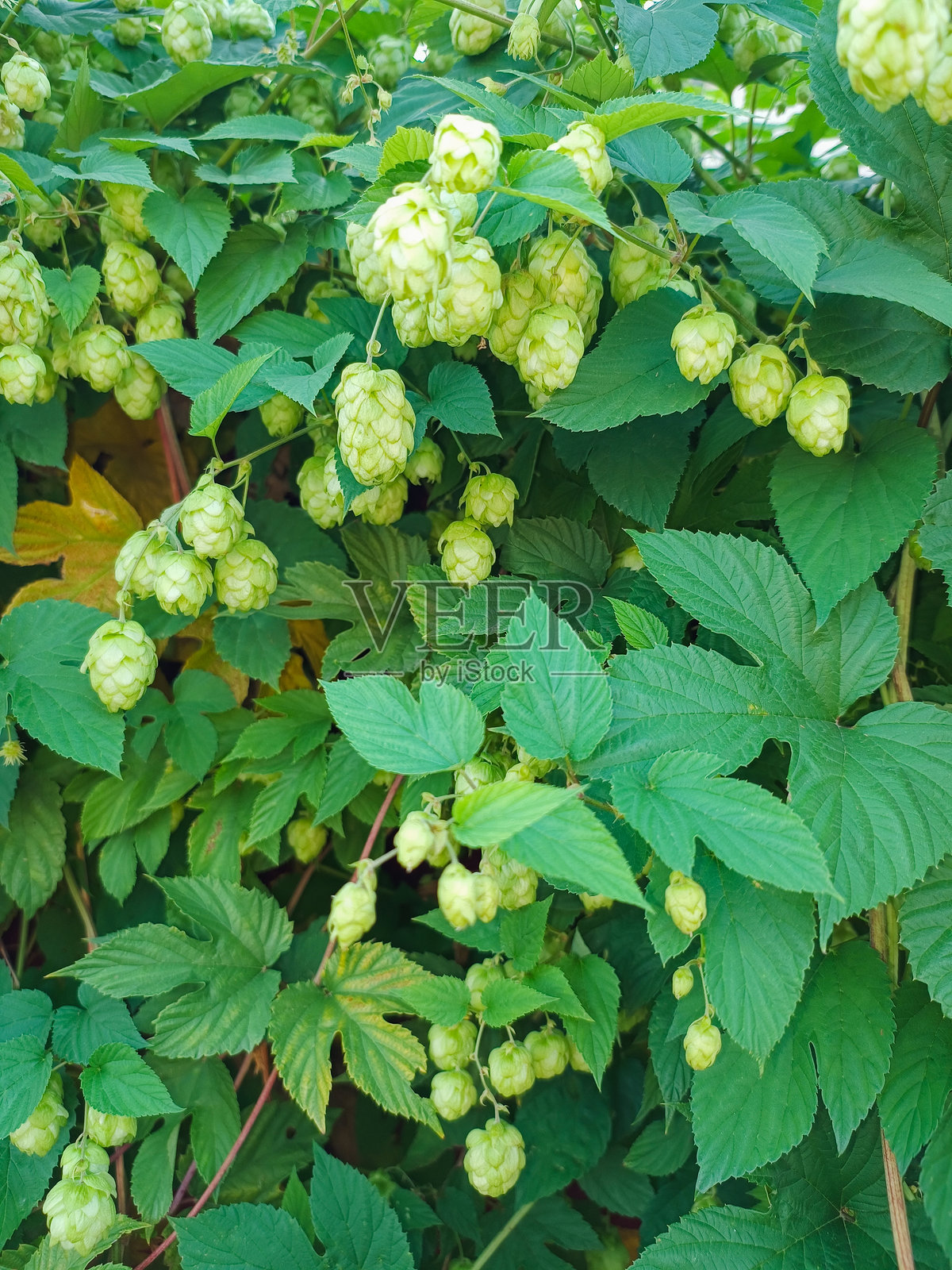 绿色背景与圆锥体照片摄影图片