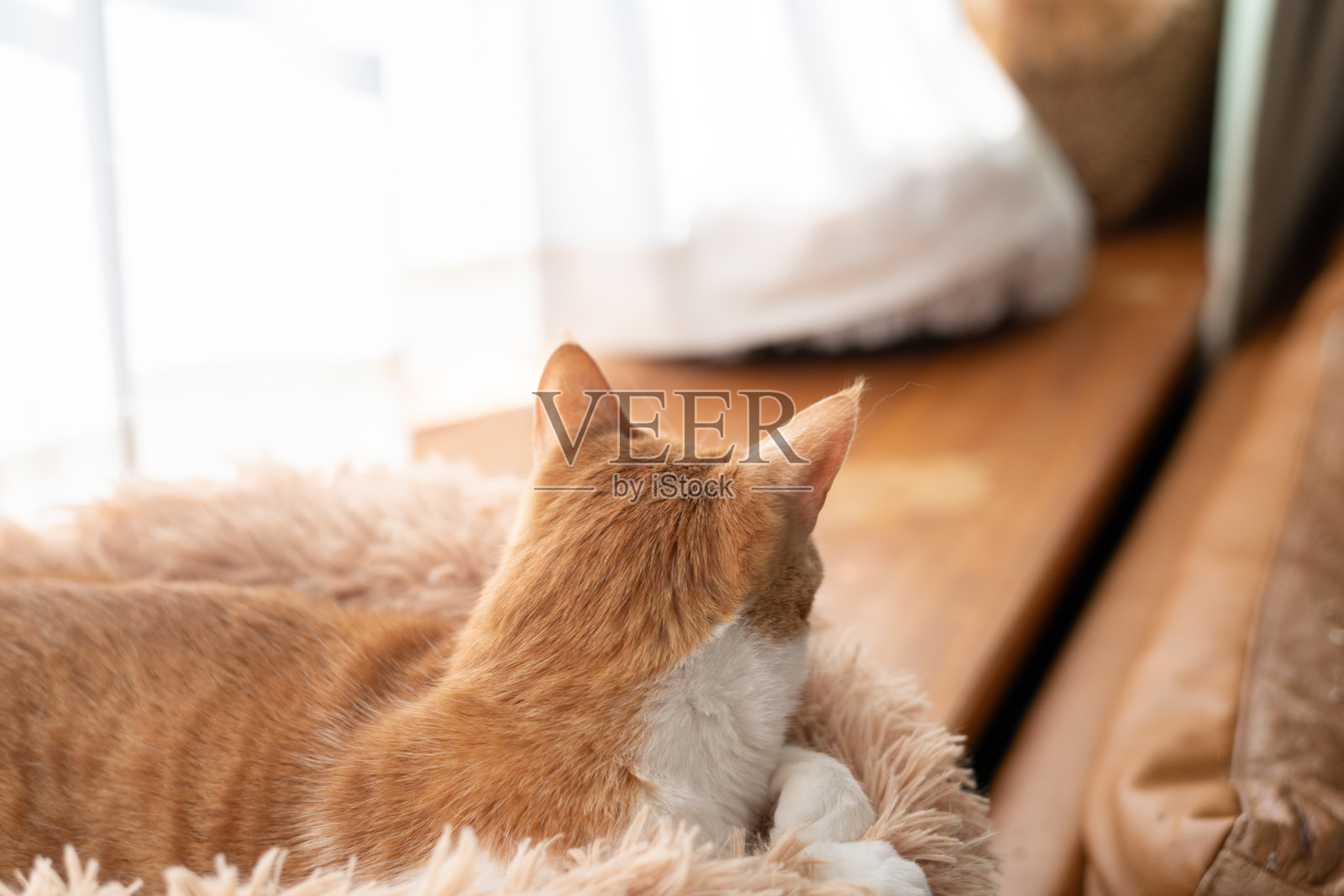 猫咪望着窗外照片摄影图片