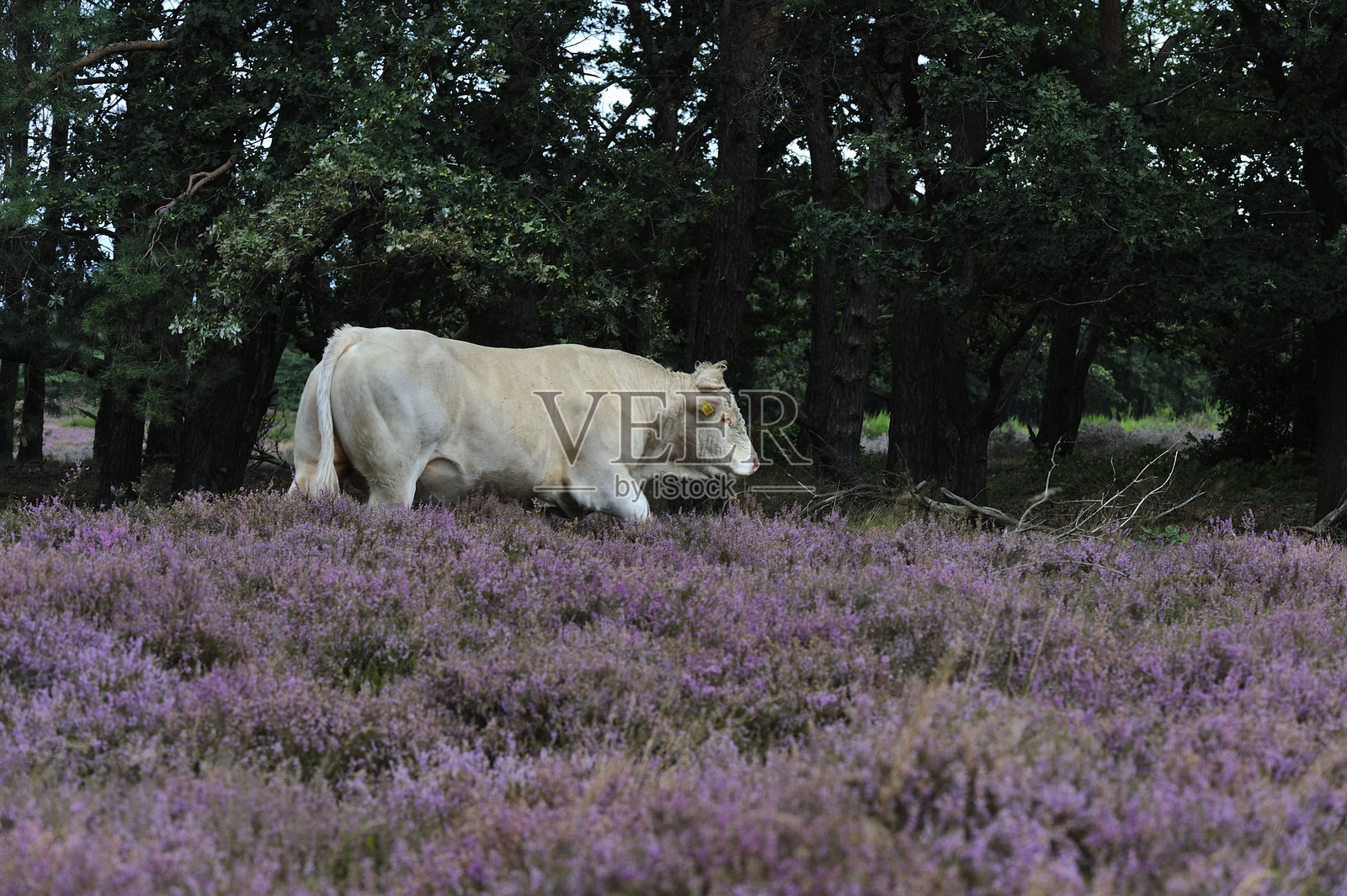 白色公牛照片摄影图片