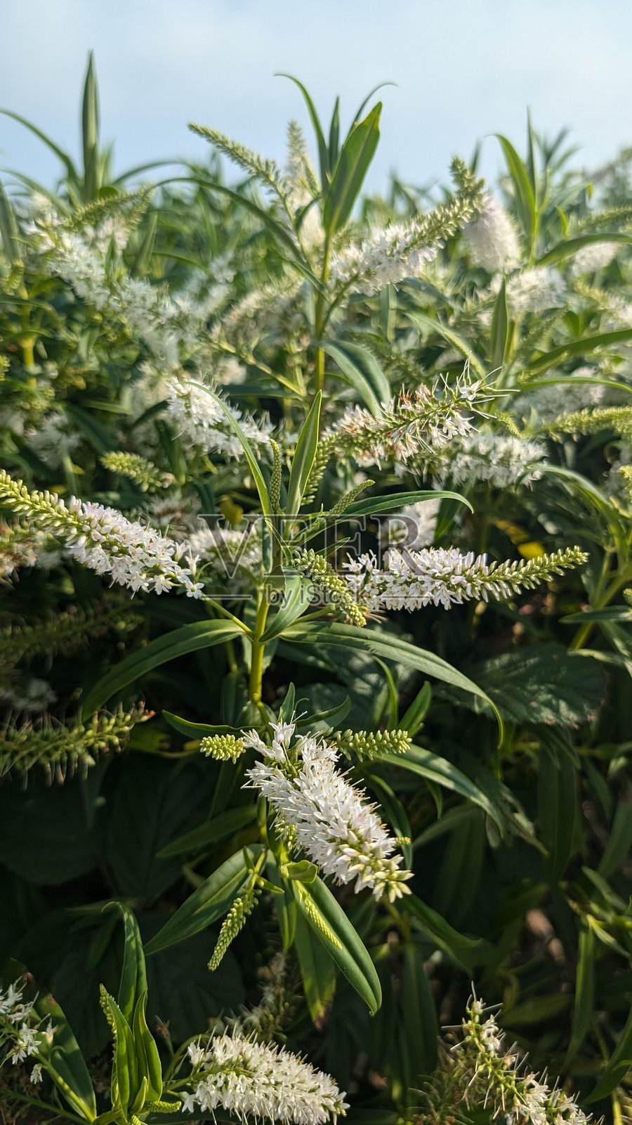 阳光明媚的海岸花园中,白色开花的海岸植物特写,绿叶环绕。照片摄影图片