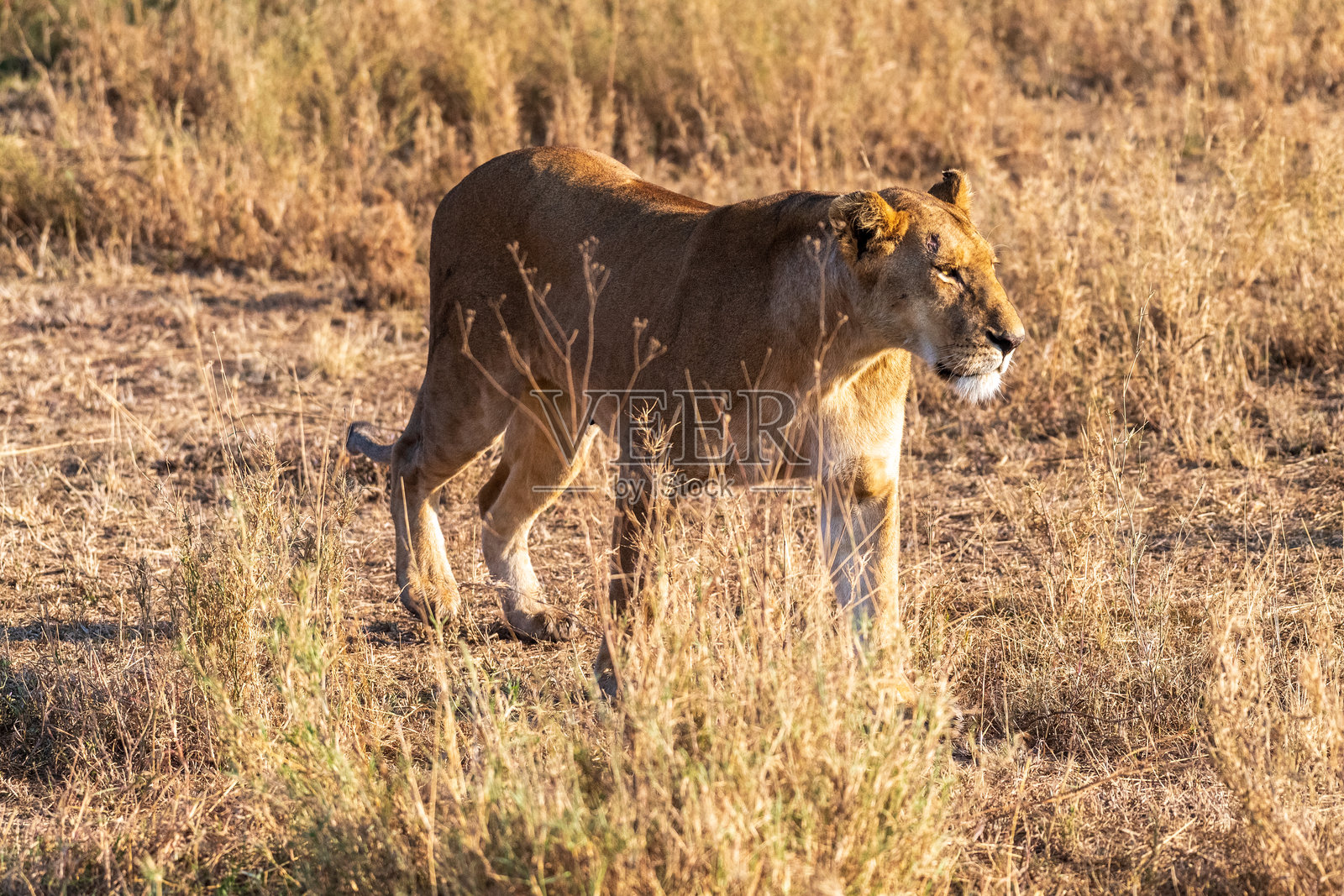 塞伦盖蒂的雌狮照片摄影图片
