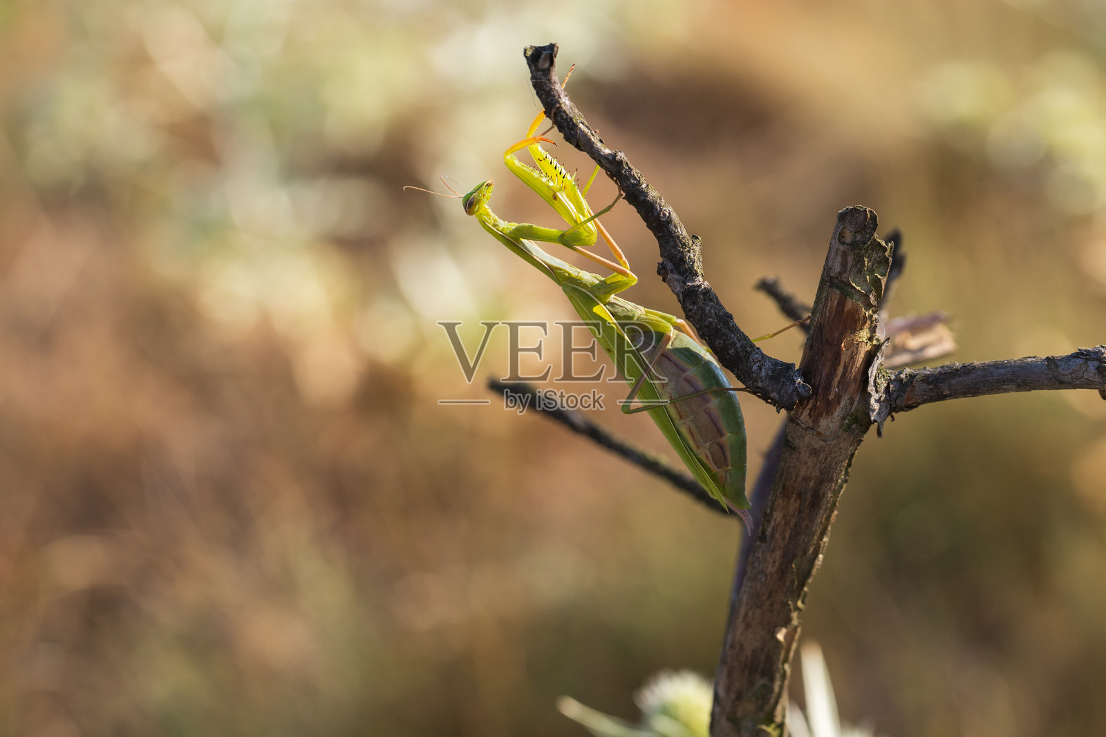 螳螂 - 绿色的螳螂栖息在草地上的一片草叶上。野生照片照片摄影图片