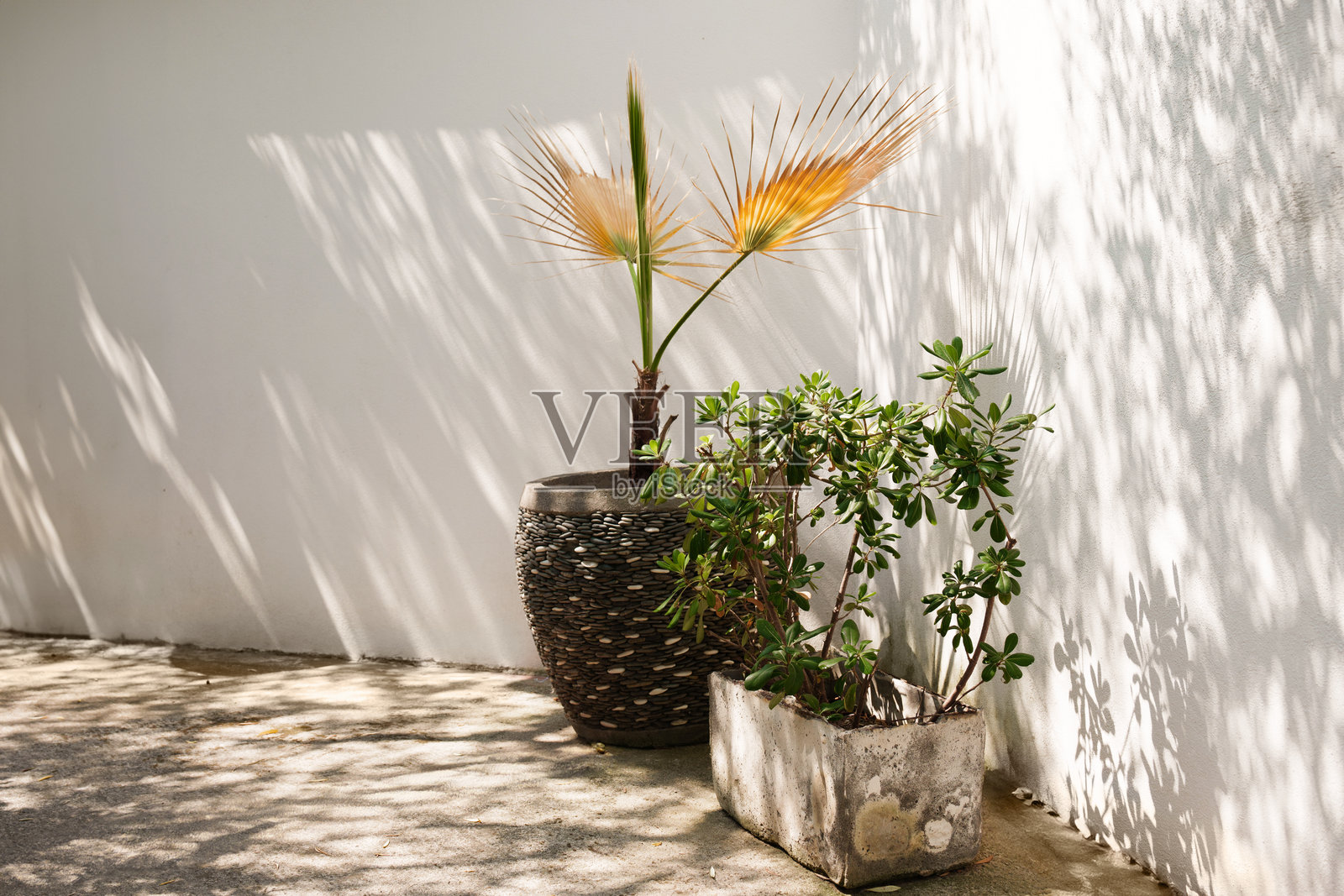 盆栽植物在白色墙壁上投下阴影照片摄影图片