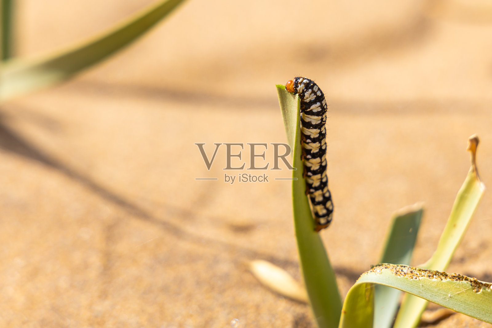 沙丘的壮观景色,海岸上草地上的一只黄色毛虫照片摄影图片