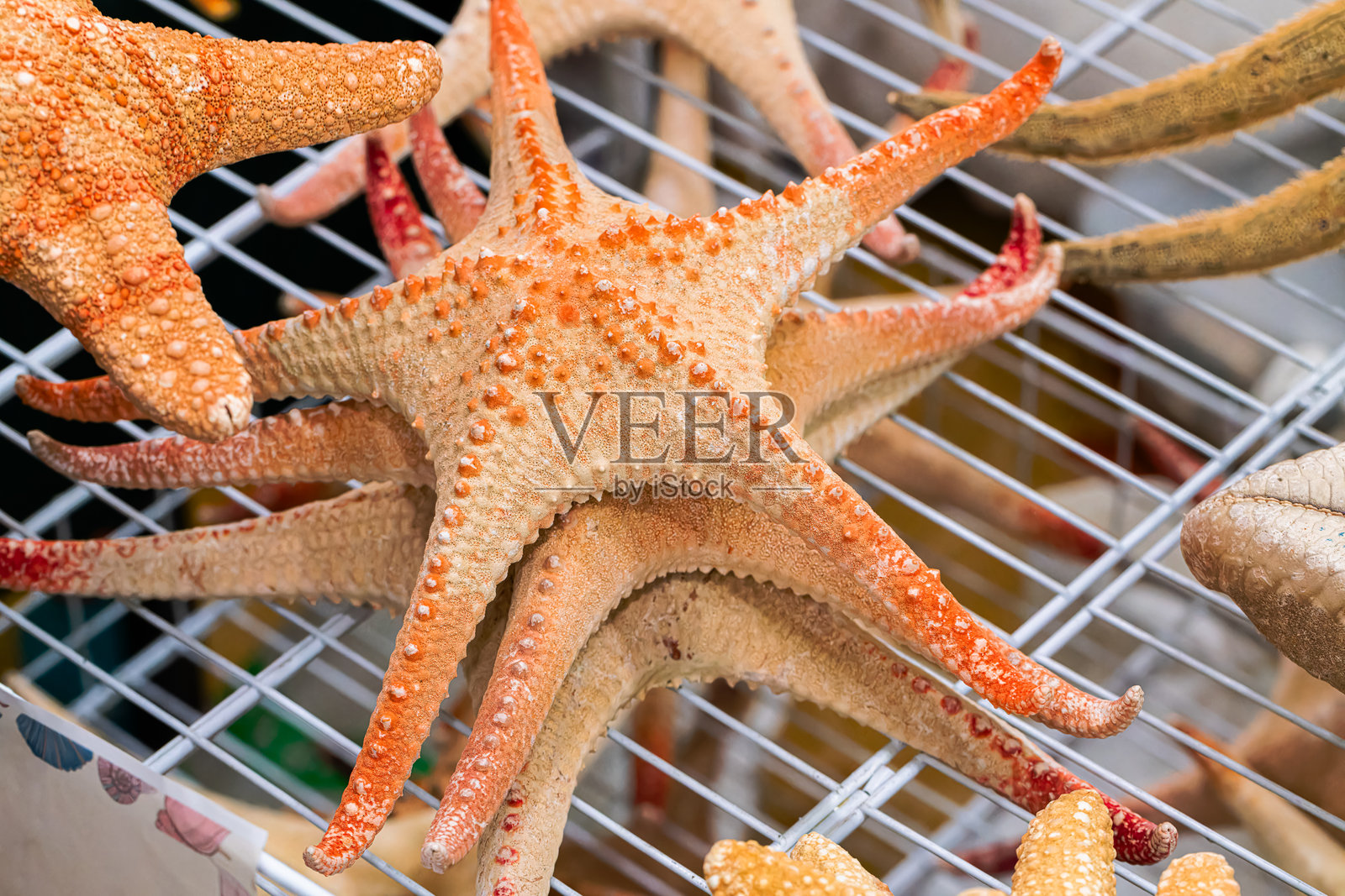 海星干照片摄影图片