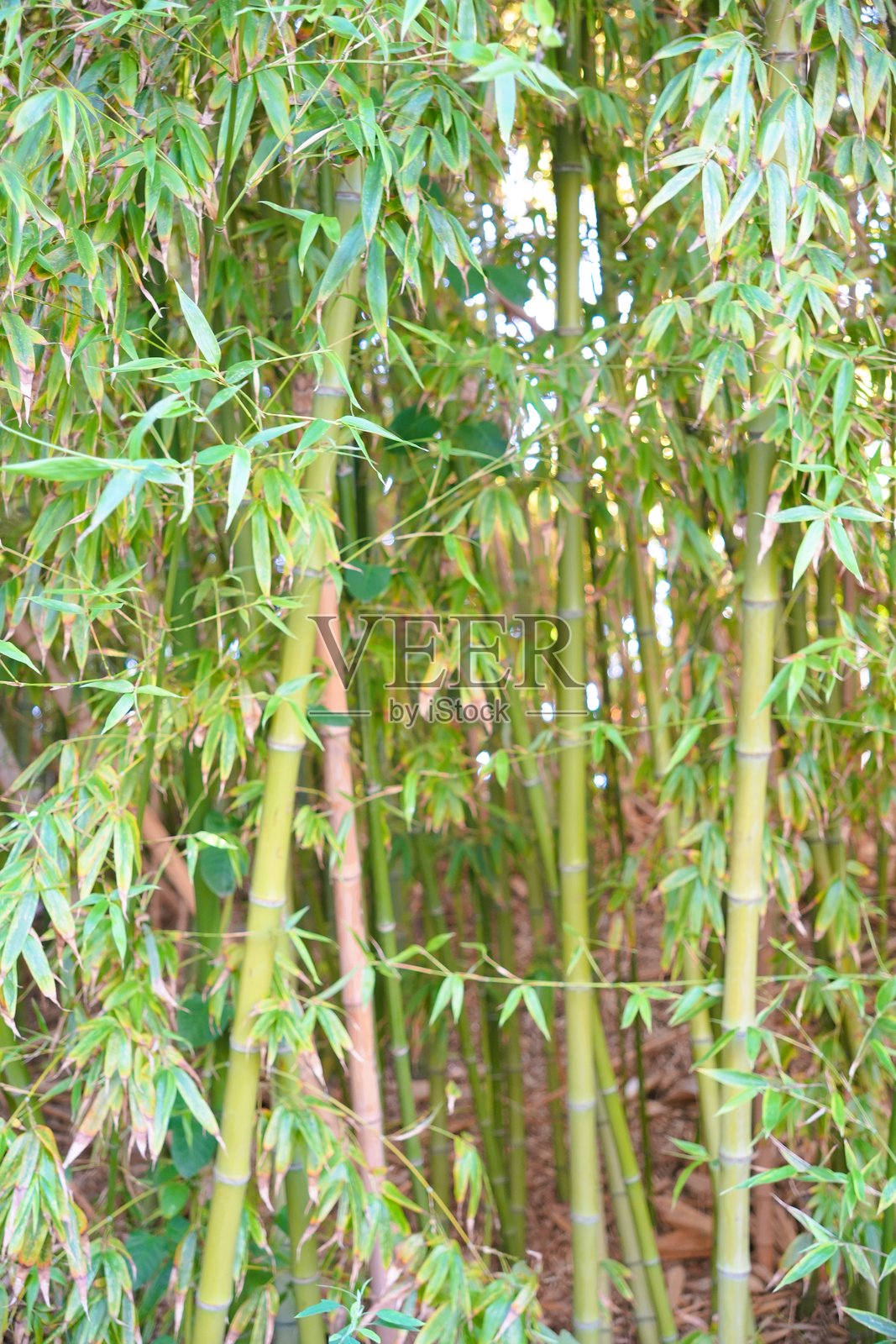 一排竹子,绿叶和棕色的树干照片摄影图片