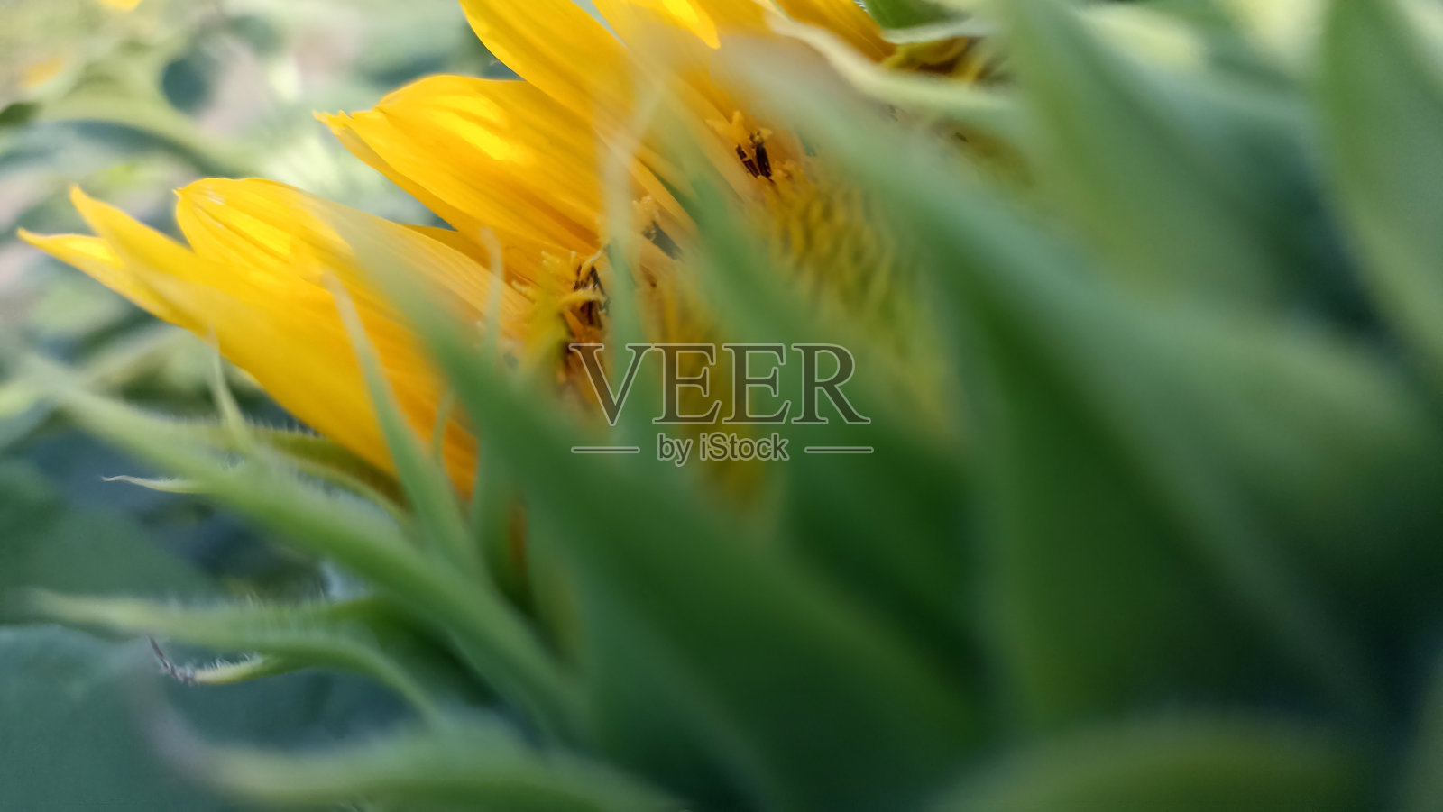 年轻的向日葵在绿色的冠冕后准备绽放。照片摄影图片