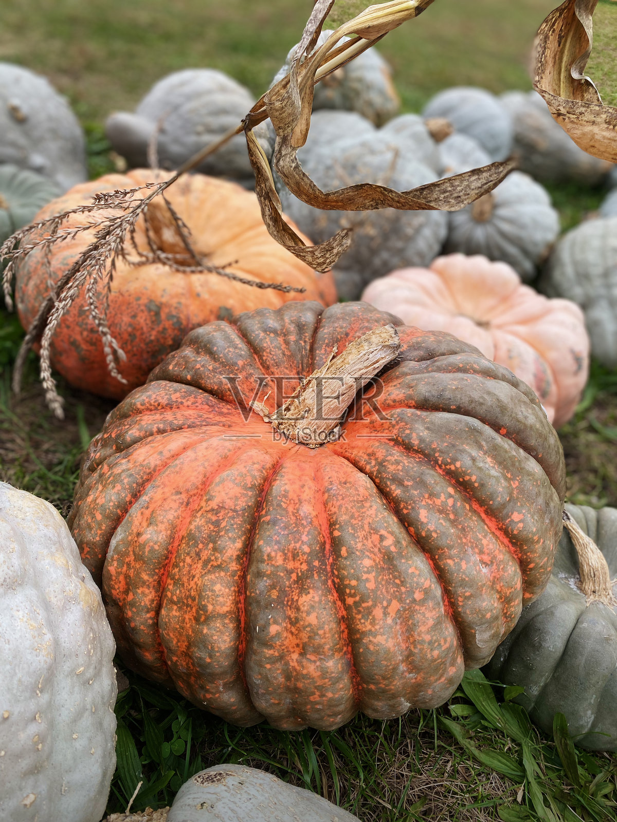 收获秋天的丰收。各种南瓜和葫芦在草地上展示秋天的鲜艳色彩。照片摄影图片