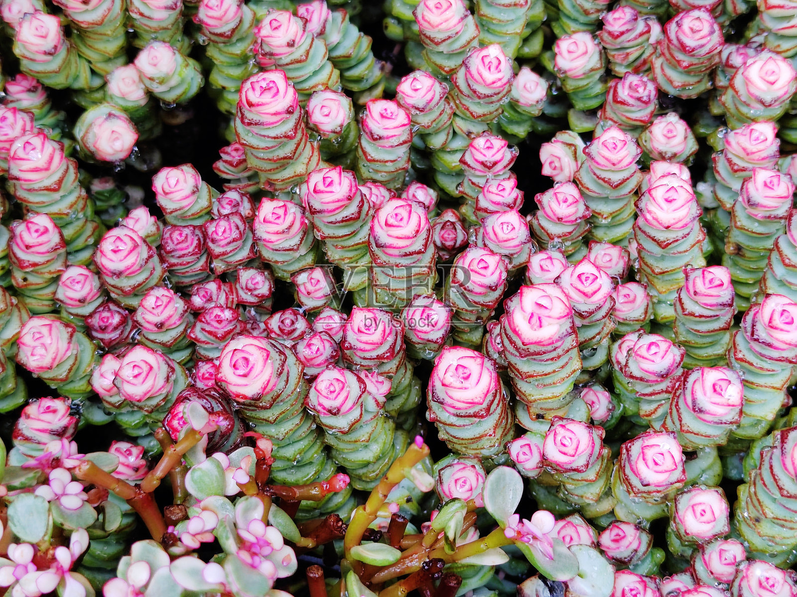 克拉苏拉·马尔尼埃里安娜照片摄影图片