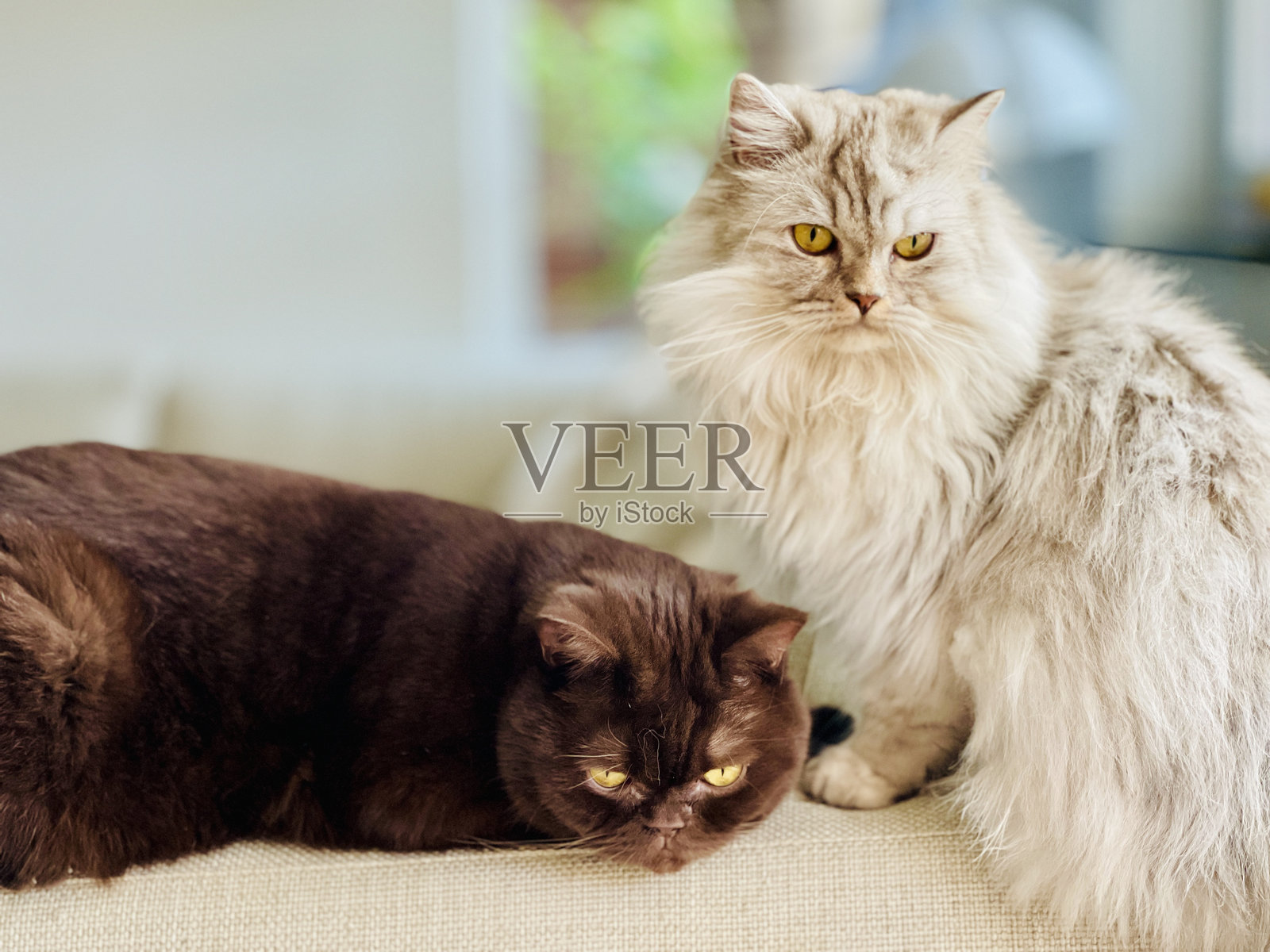 英国长毛猫和短毛猫照片摄影图片