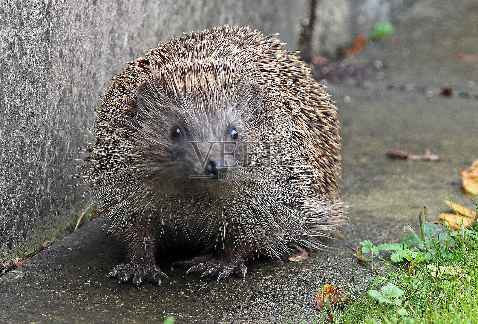 秋天的刺猬照片摄影图片