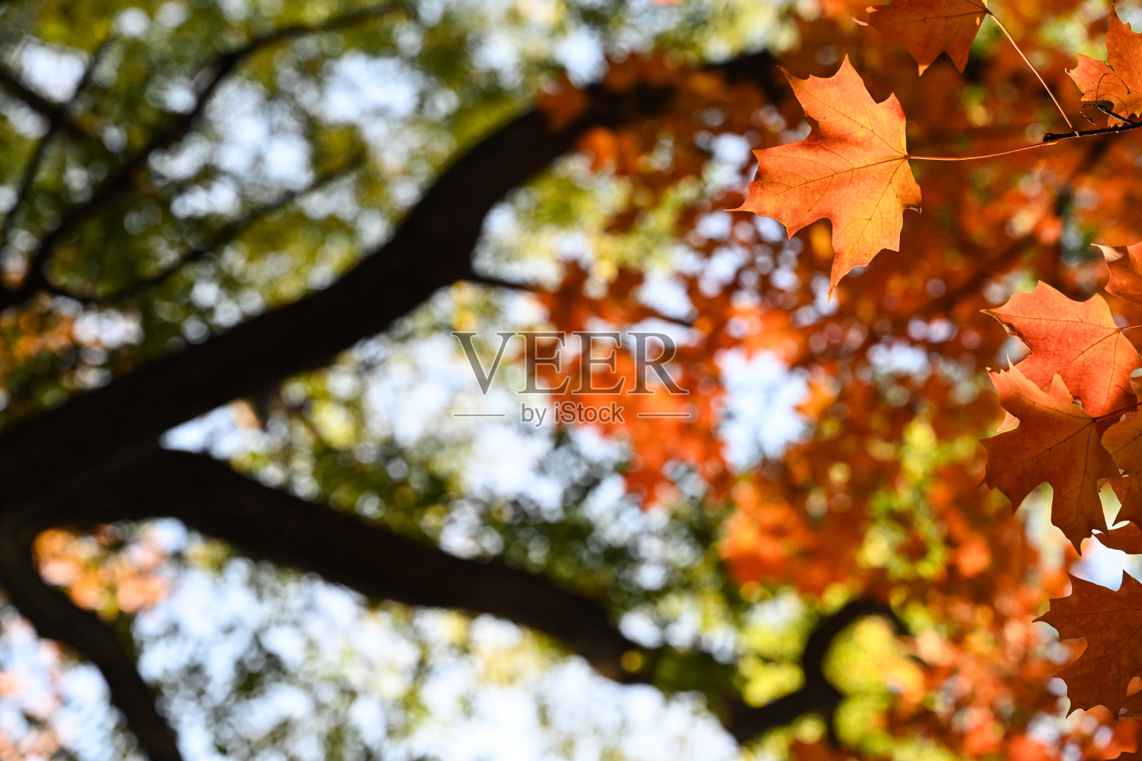 秋天的枫树照片摄影图片