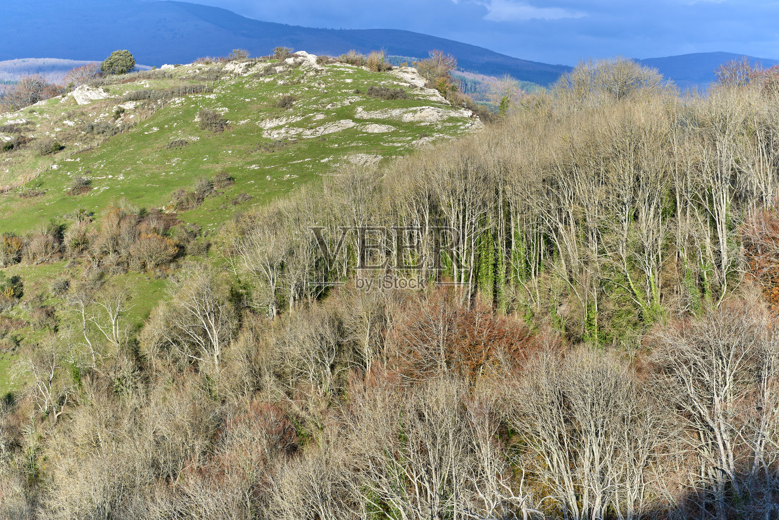绿色山丘和光秃秃的树木下的山毛榉森林,笼罩在阴云之下照片摄影图片