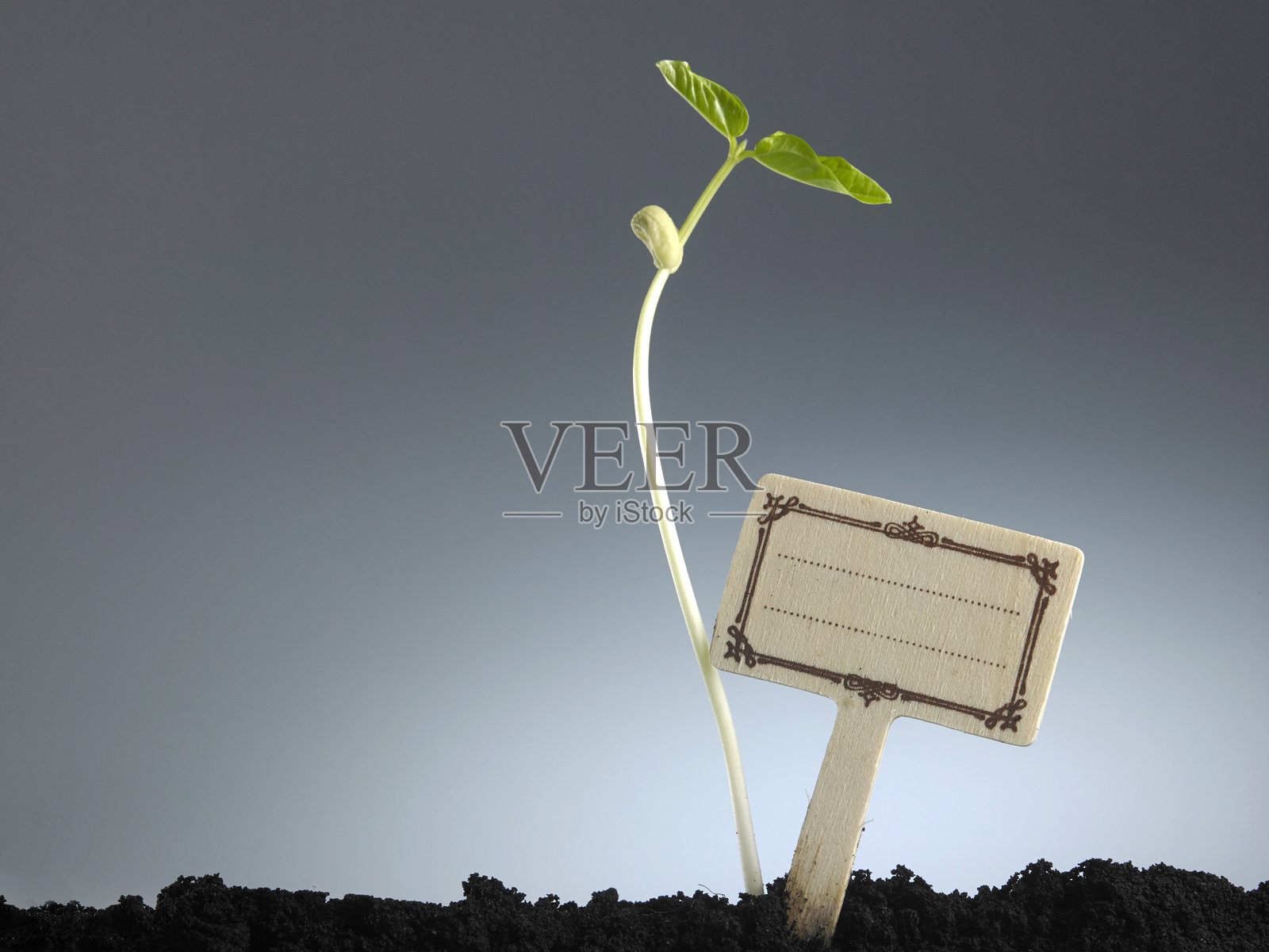 泥土上小树苗旁的标签特写,背景是天空照片摄影图片