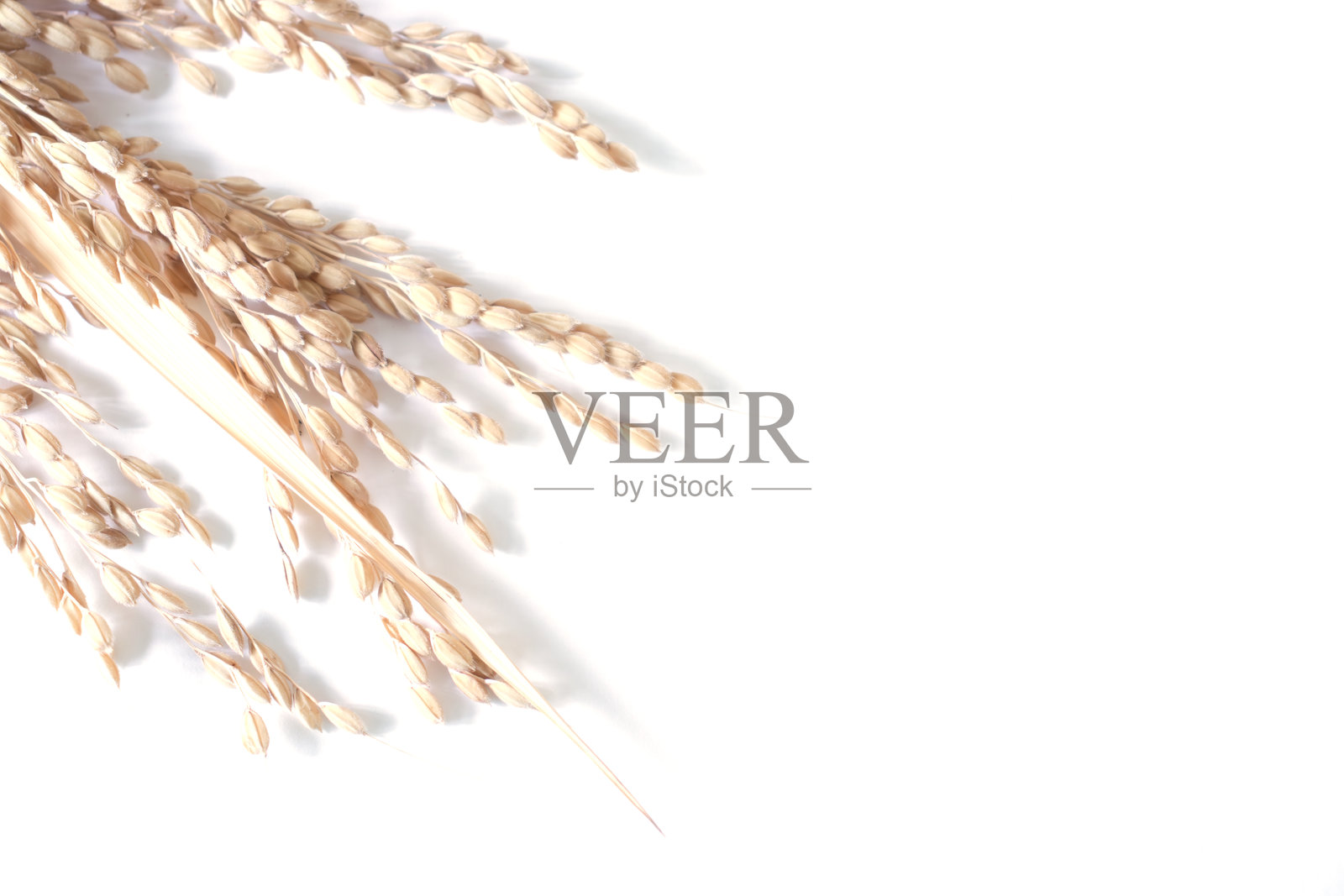 干燥的稻穗图片照片摄影图片