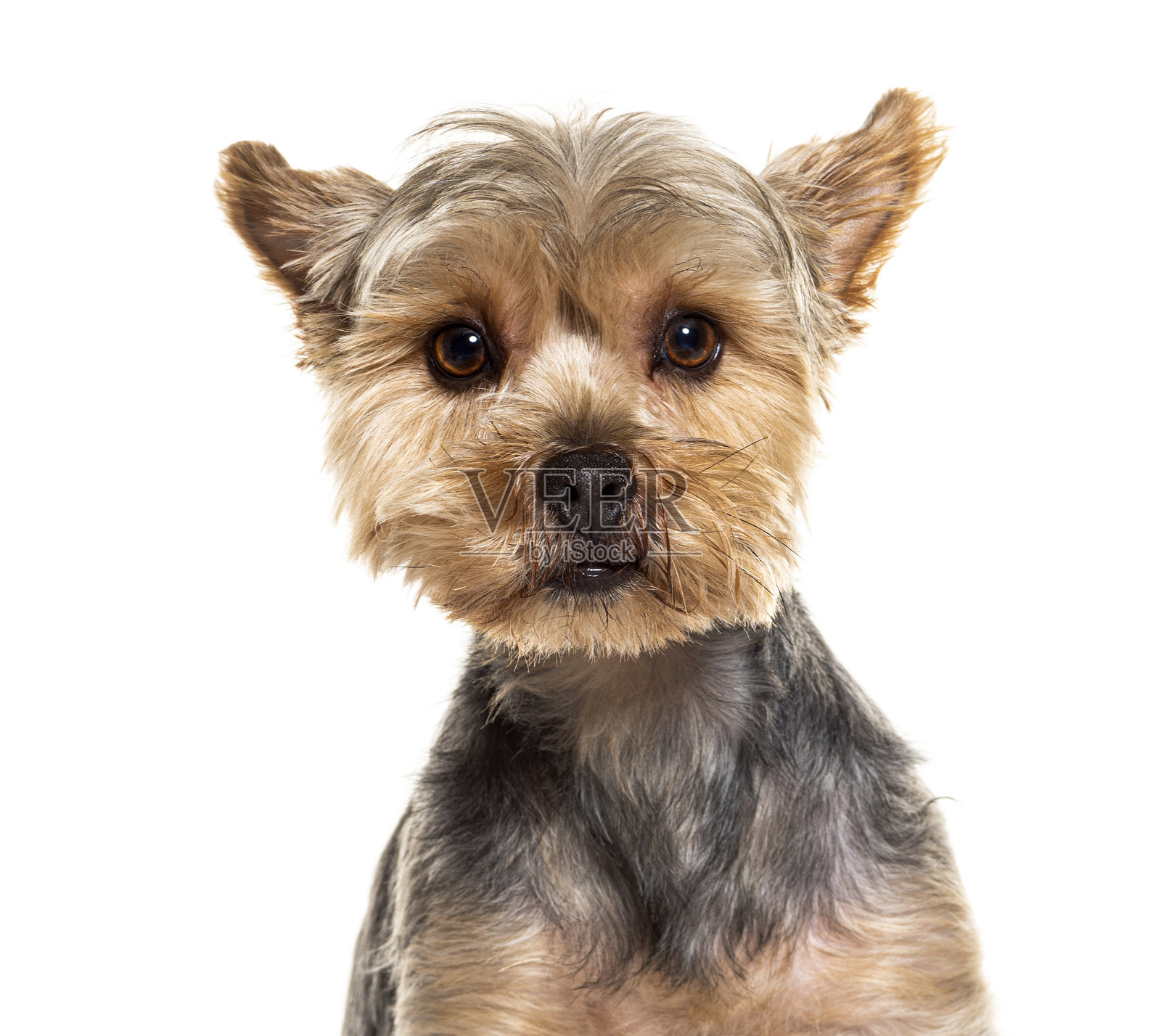 孤立在白色背景上的约克夏犬照片摄影图片