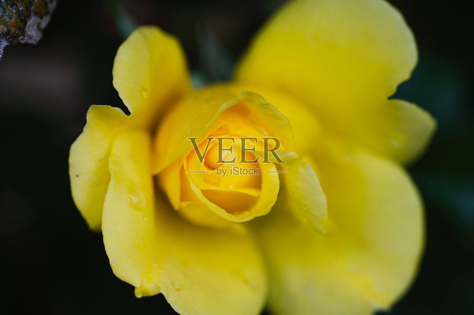 带有露珠的黄色玫瑰花的特写照片摄影图片