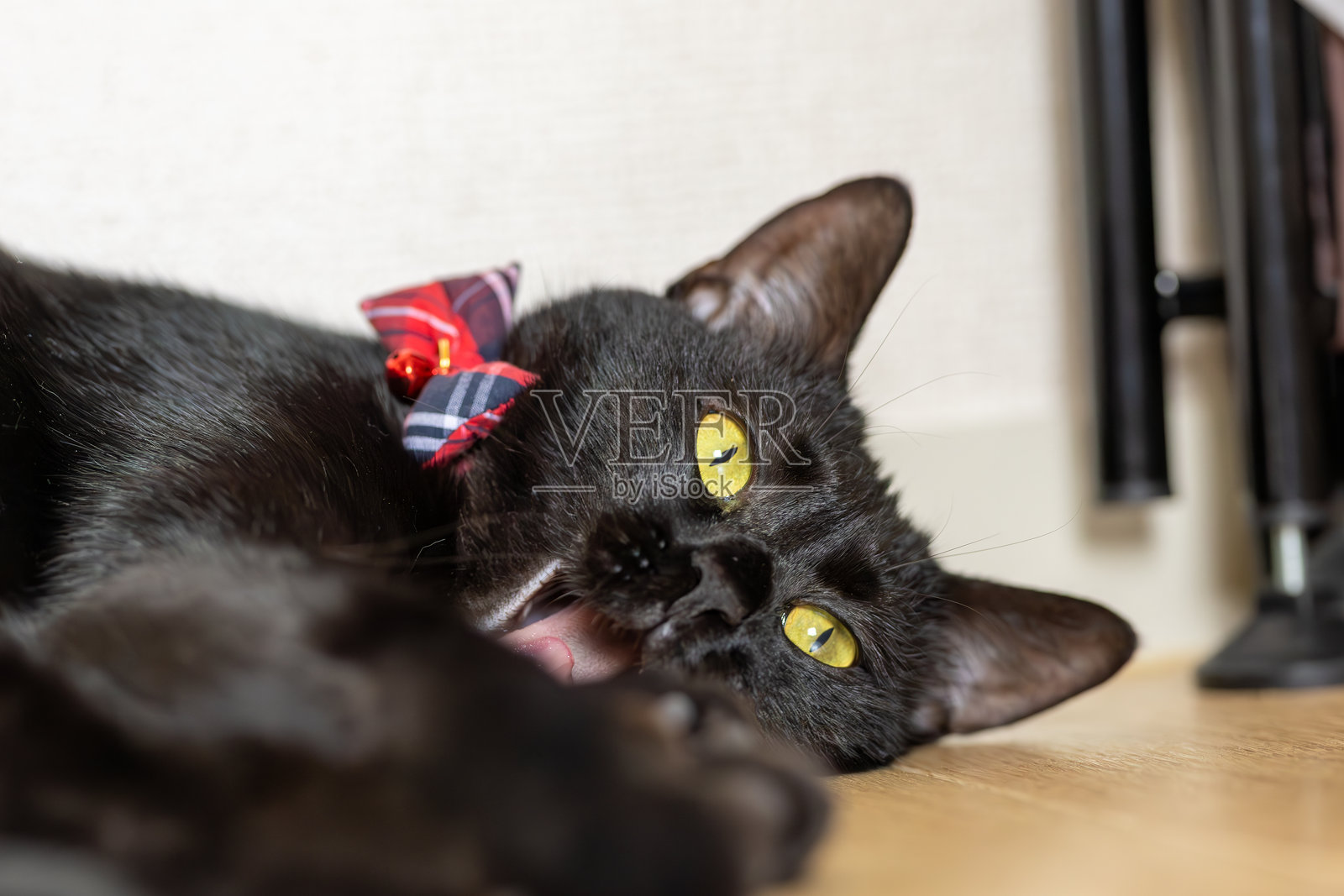 黑猫照片摄影图片