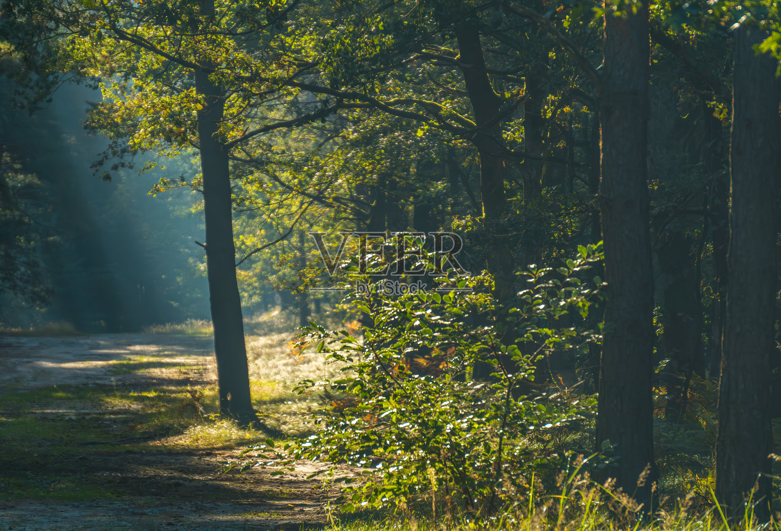 美丽的魔幻落叶林和针叶林在清晨,晨雾中的森林。秋季和夏季的森林,日出时分,黎明时分的日子苏醒。阳光透过树木洒下光芒。照片摄影图片