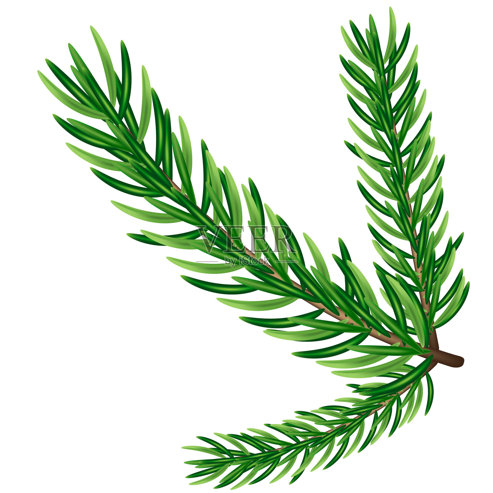 绿色冷杉树枝,矢量图形设计插画图片素材