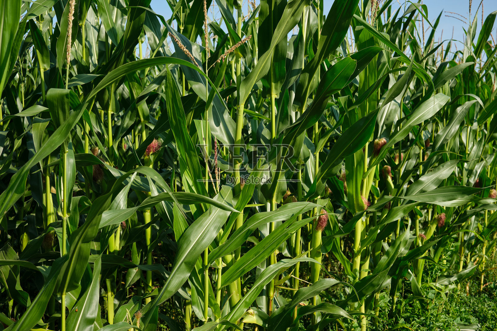 玉米田特写。选择性对焦。夏季农业季节的绿色玉米种植园。照片摄影图片
