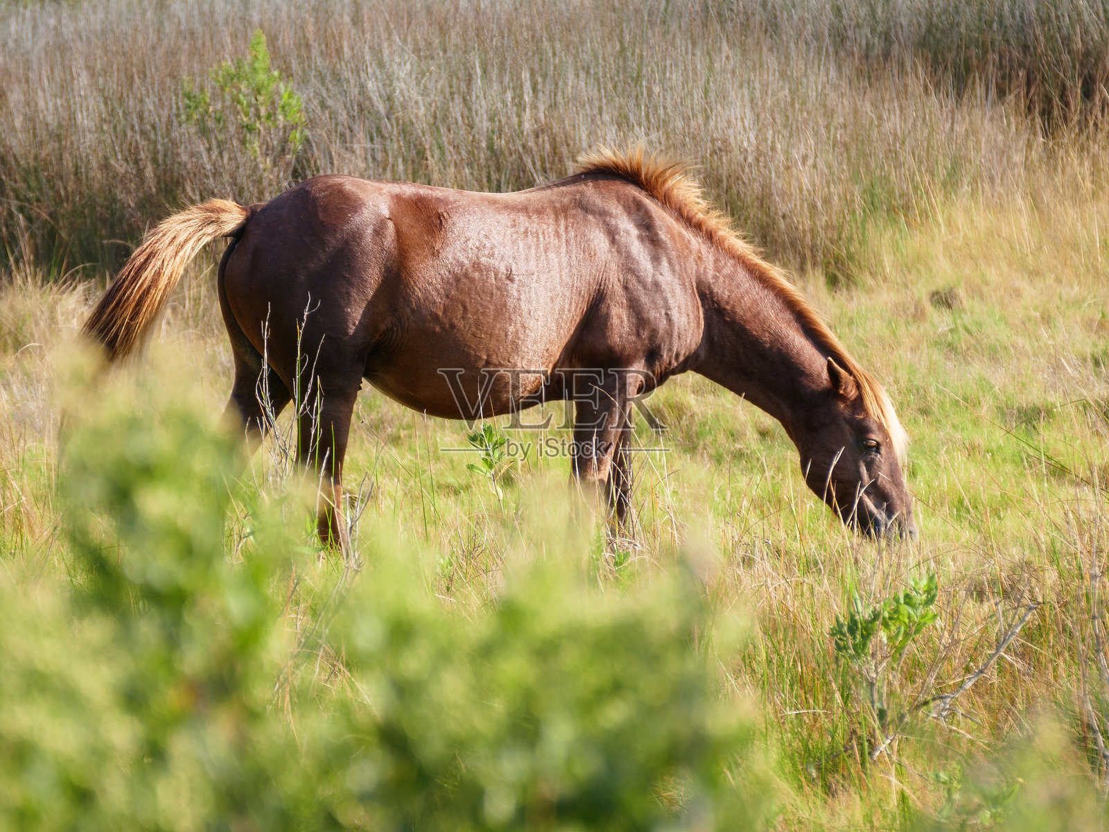 放牧照片摄影图片