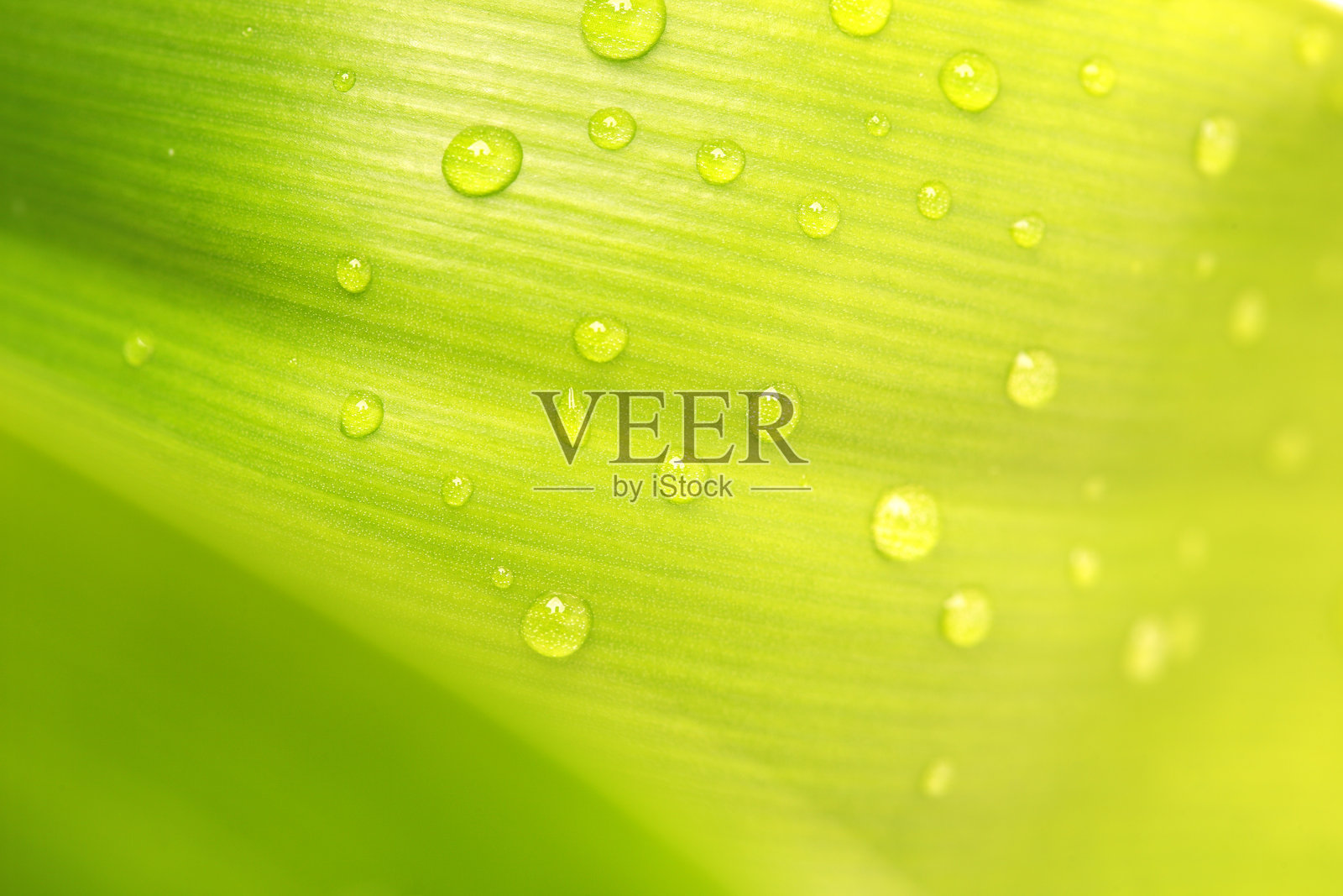 自然中绿叶表面的水滴照片摄影图片