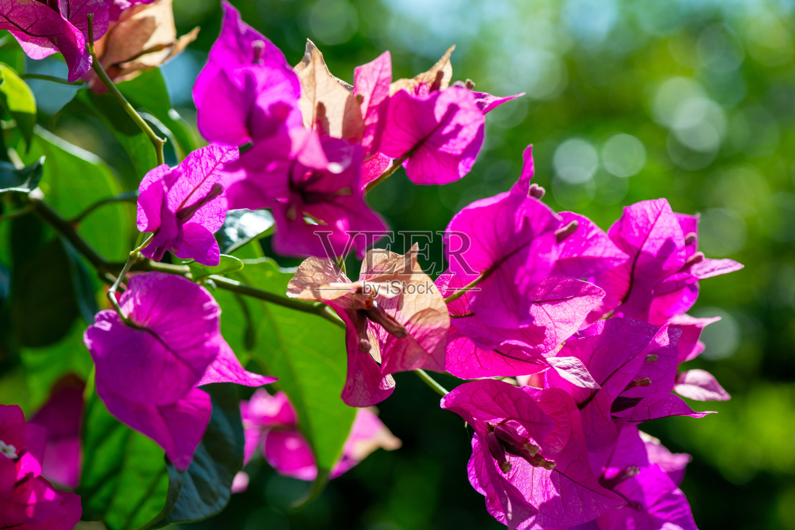绚丽的美:阳光下的九重葛花特写照片摄影图片