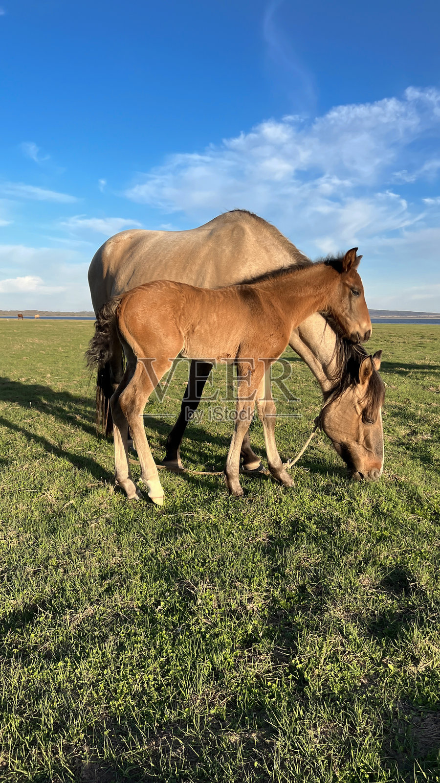 母马和小马驹在蓝天绿地上吃草照片摄影图片