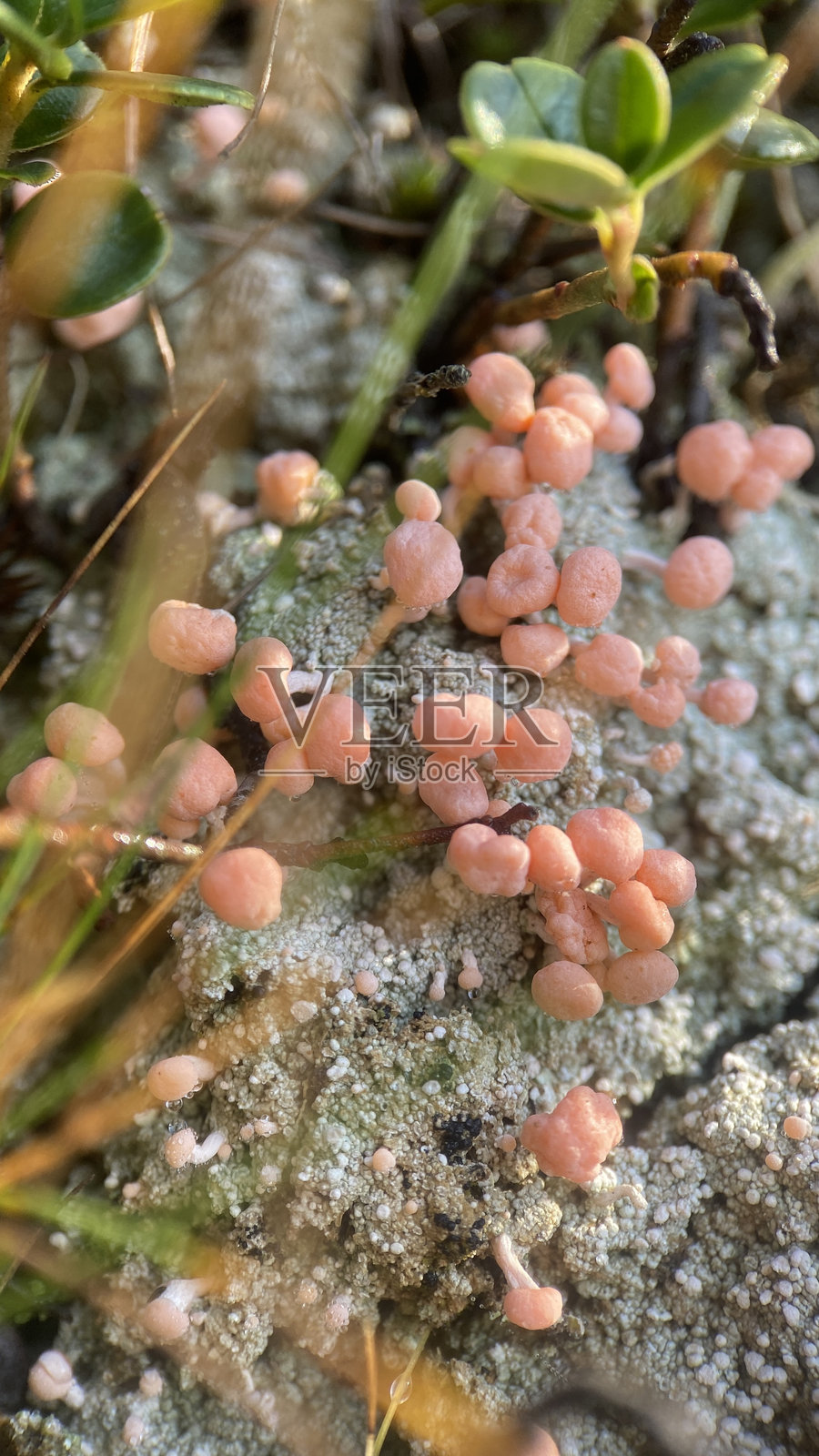 粉色地衣Dibaeis baeomyces,小植物,微观世界,植物学,稀有植物,森林植物群照片摄影图片