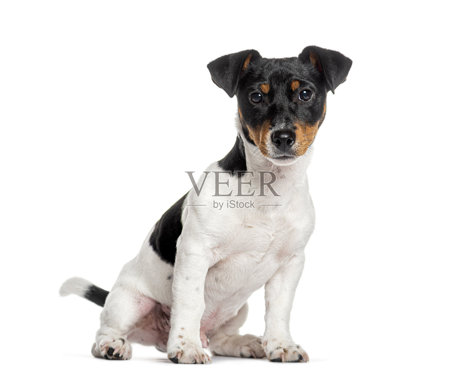 杰克罗素梗坐着,目光专注。照片摄影图片