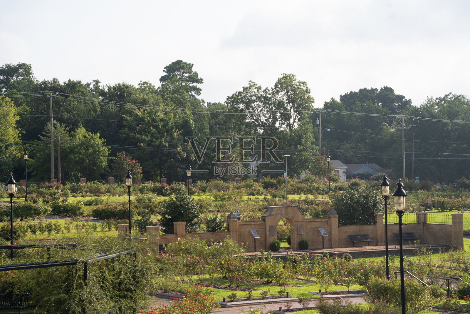 从泰勒玫瑰园看到的电力线照片摄影图片