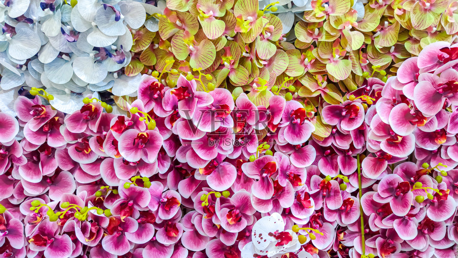 五彩缤纷的花朵照片摄影图片