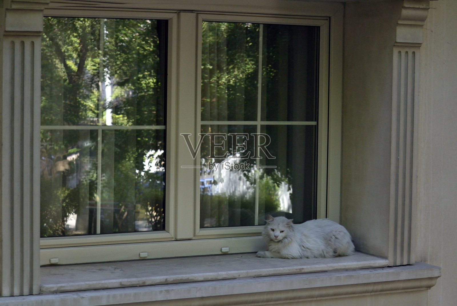 一只脏兮兮的毛茸茸白猫蹲在窗台上。照片摄影图片