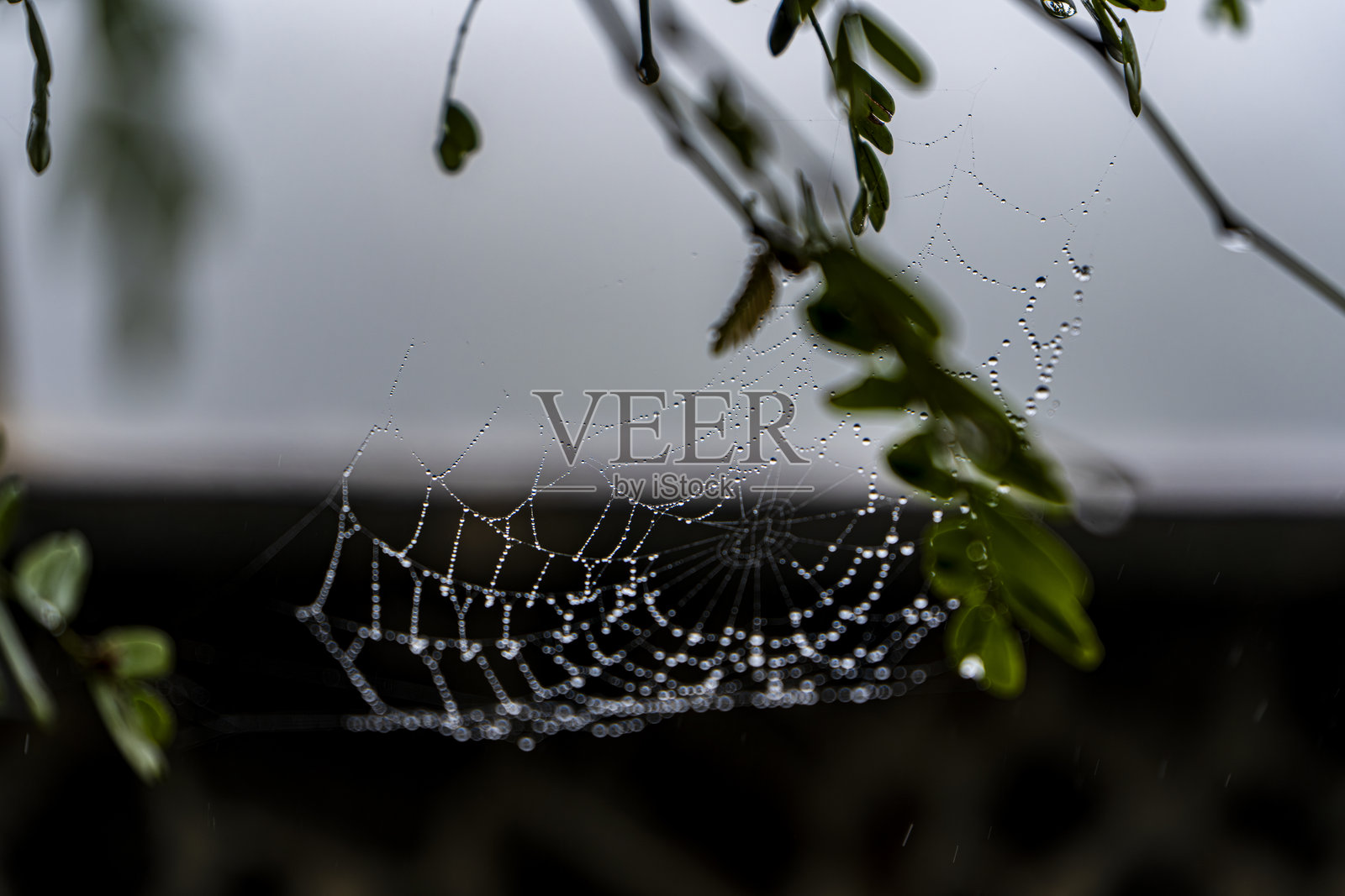 挂在树叶上的带露珠的蜘蛛网照片摄影图片