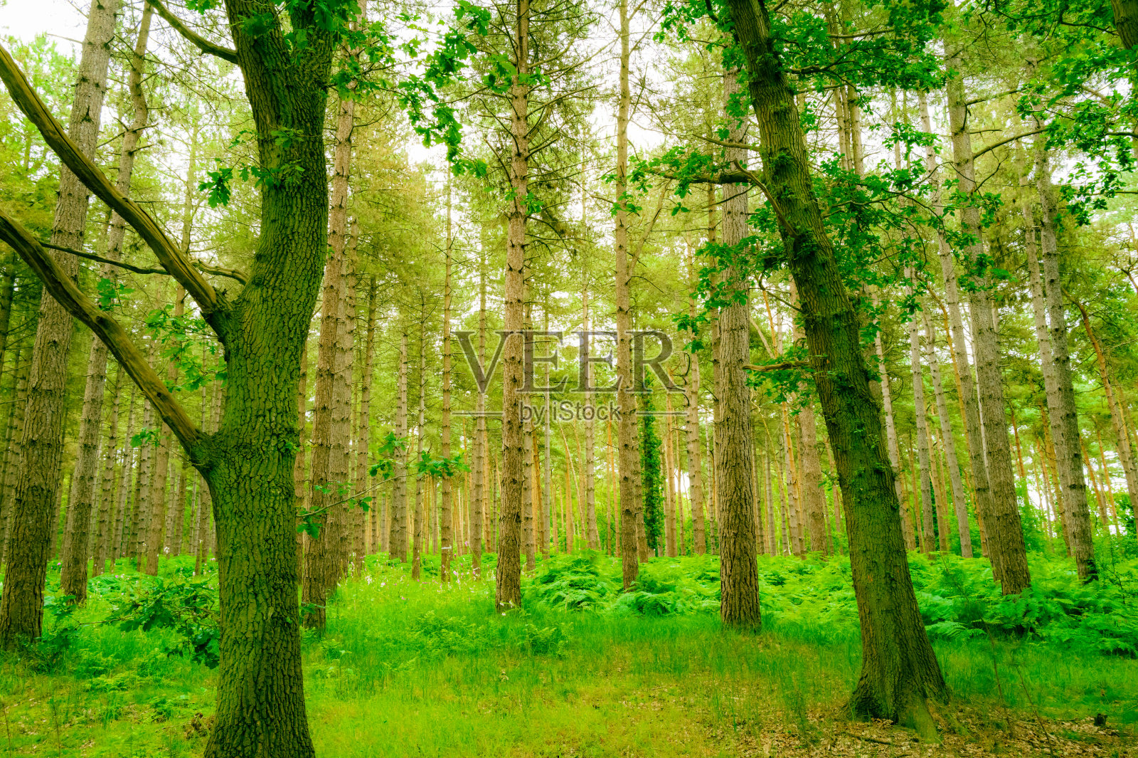 地面视角,英东一片大松树林中的空地,宛如仙境。照片摄影图片