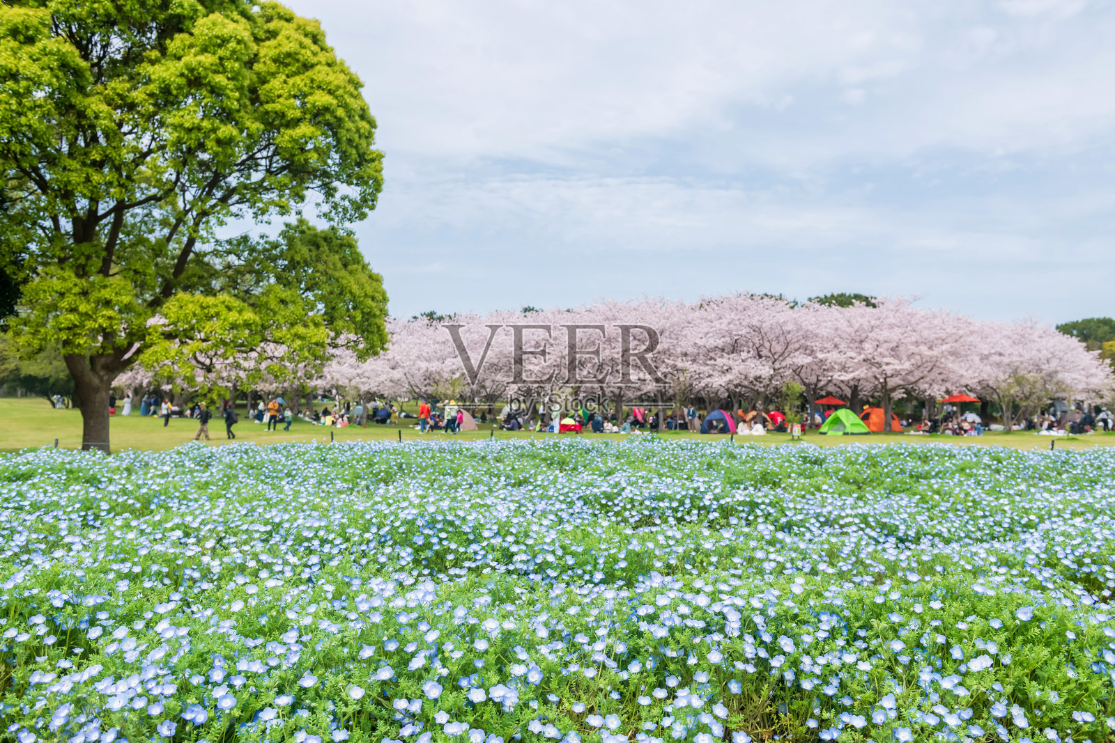 春天的海之中道公园,蓝色的勿忘我与樱花相映成趣照片摄影图片