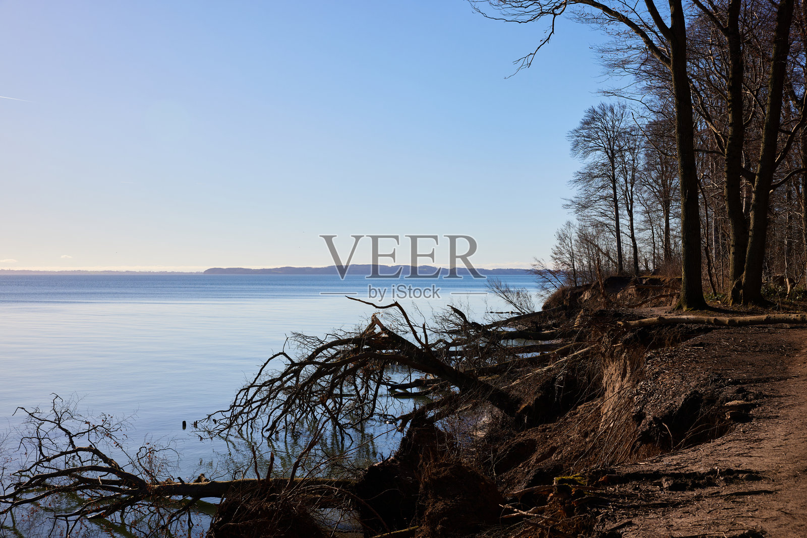 海岸线的海景和光秃的树木的风景画照片摄影图片