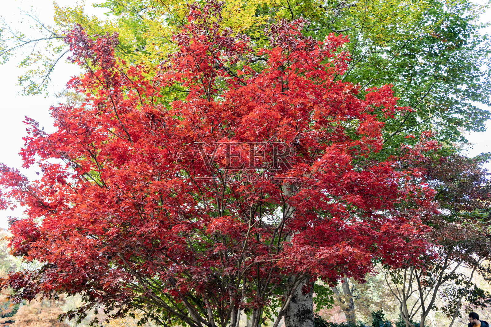 秋季的自然风光。红色的树叶。阳光明媚的秋日。树上的季节性树叶。自然的秋天树叶。秋天的自然美。秋季的自然风光。枫树的秋叶。秋天的树木。照片摄影图片