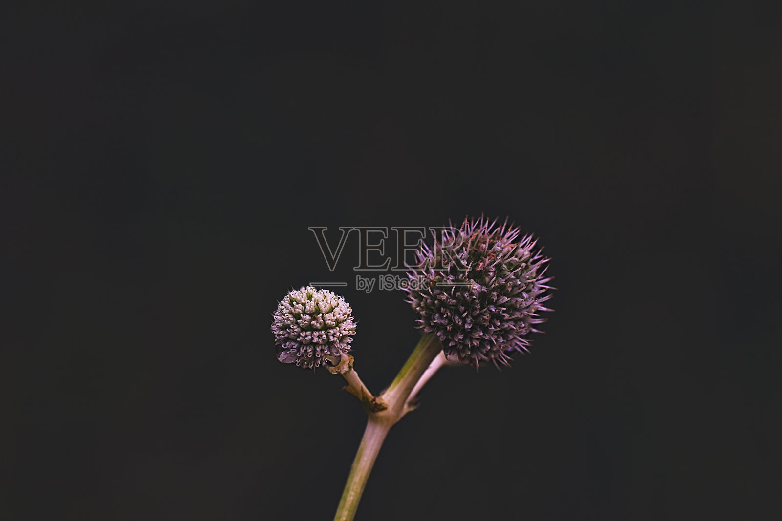 黑色背景上的尖刺花蕾特写照片摄影图片
