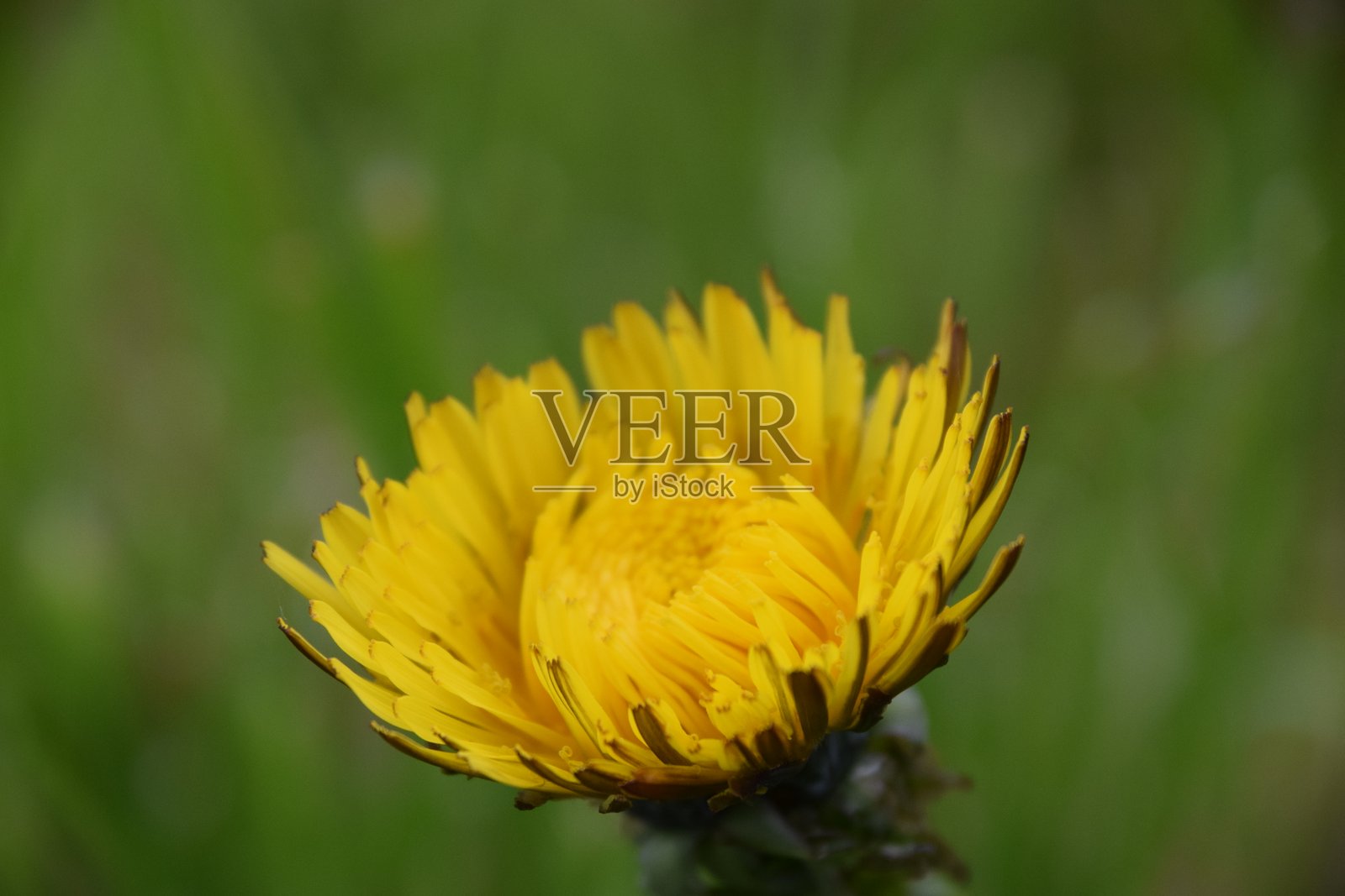 蒲公英花头照片摄影图片