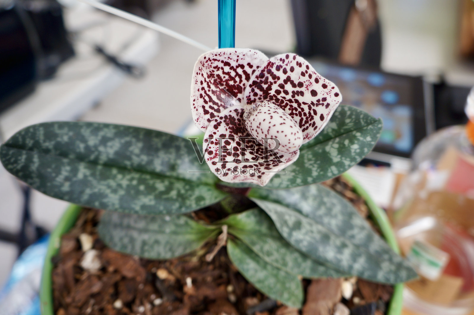 兰花照片摄影图片