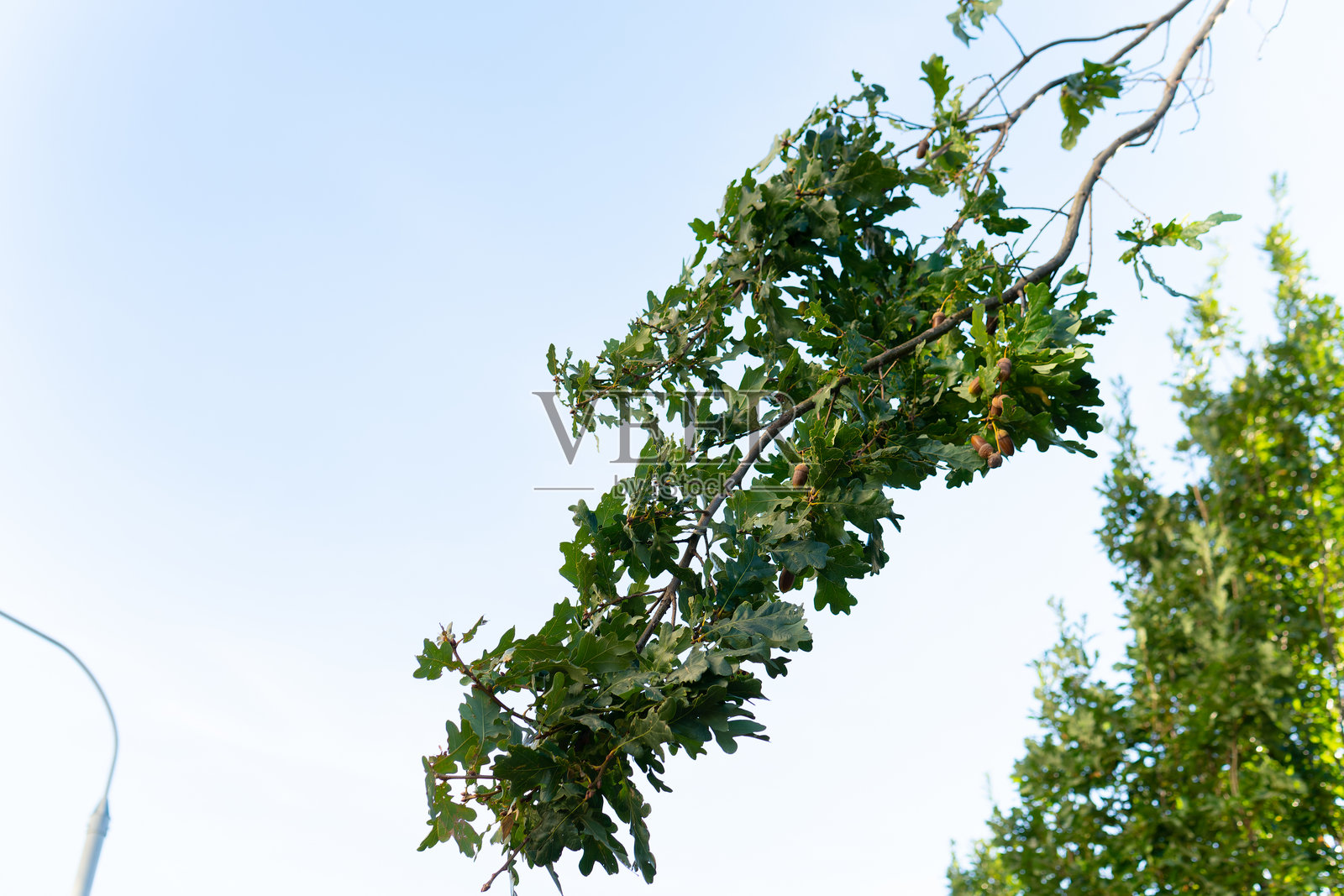 装饰性食物坚果橡树自然叶子树枝植物橡果棕色绿色自然背景照片摄影图片