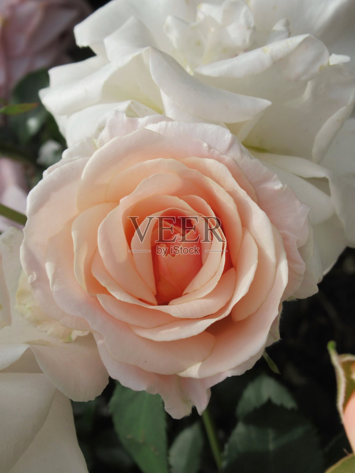 美丽的亮丽特写,浅橙色的漂亮女士与玫瑰花照片摄影图片